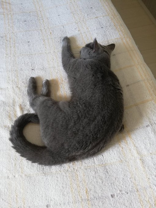 猫さん向けの薬物動態