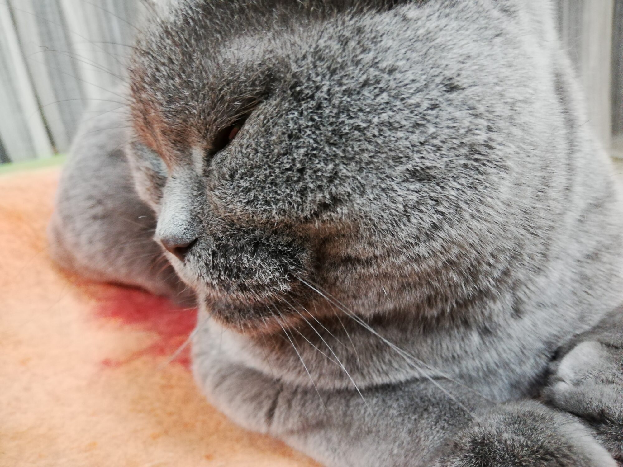 本日のmadam Dorothy