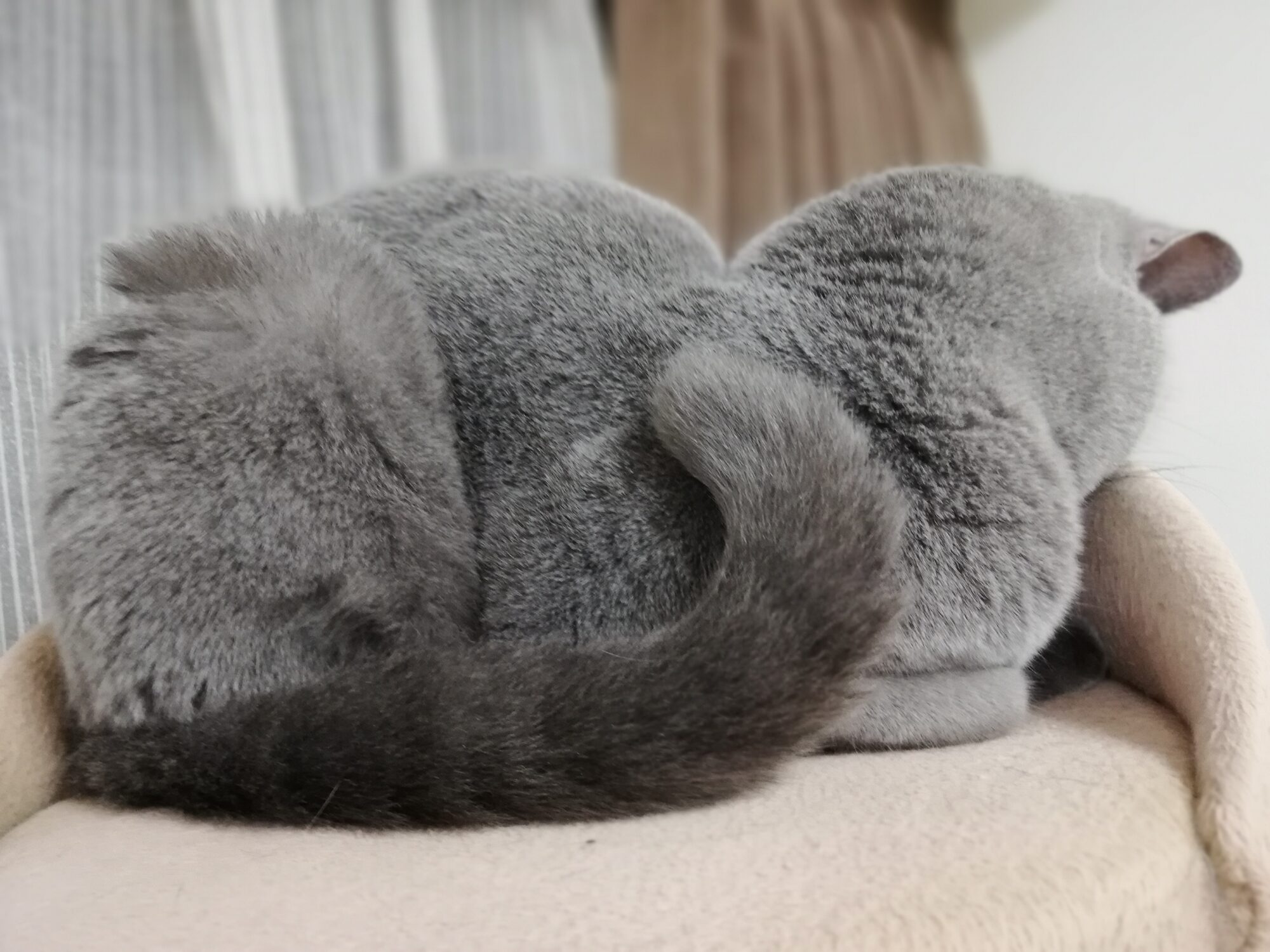 本日のmadam Dorothy