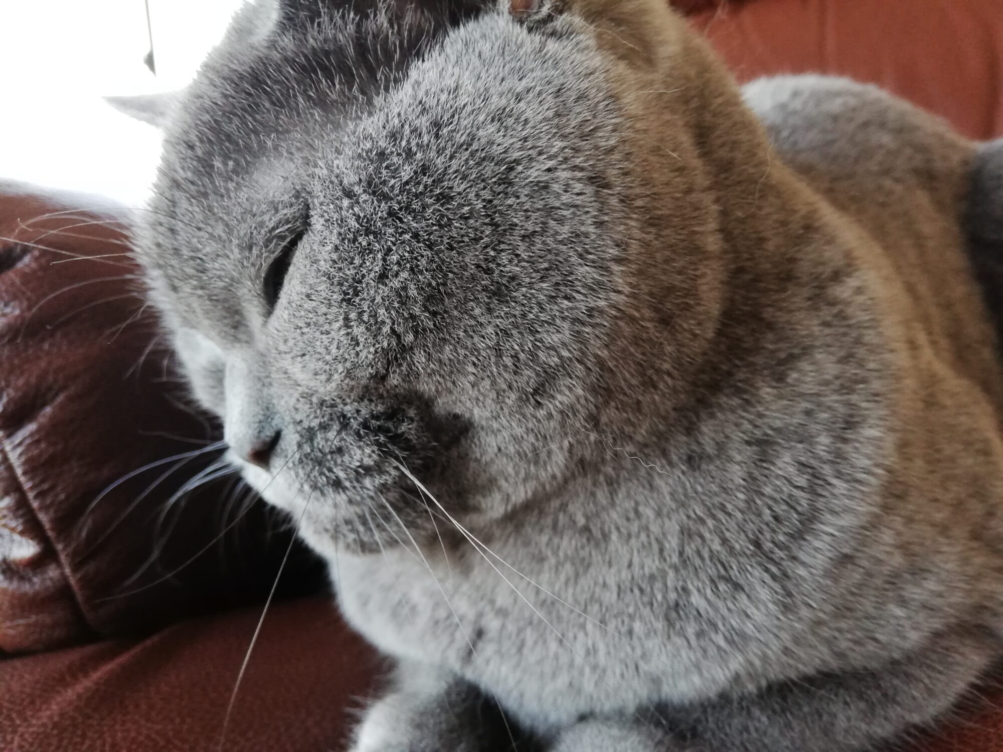 本日のmadam Dorothy