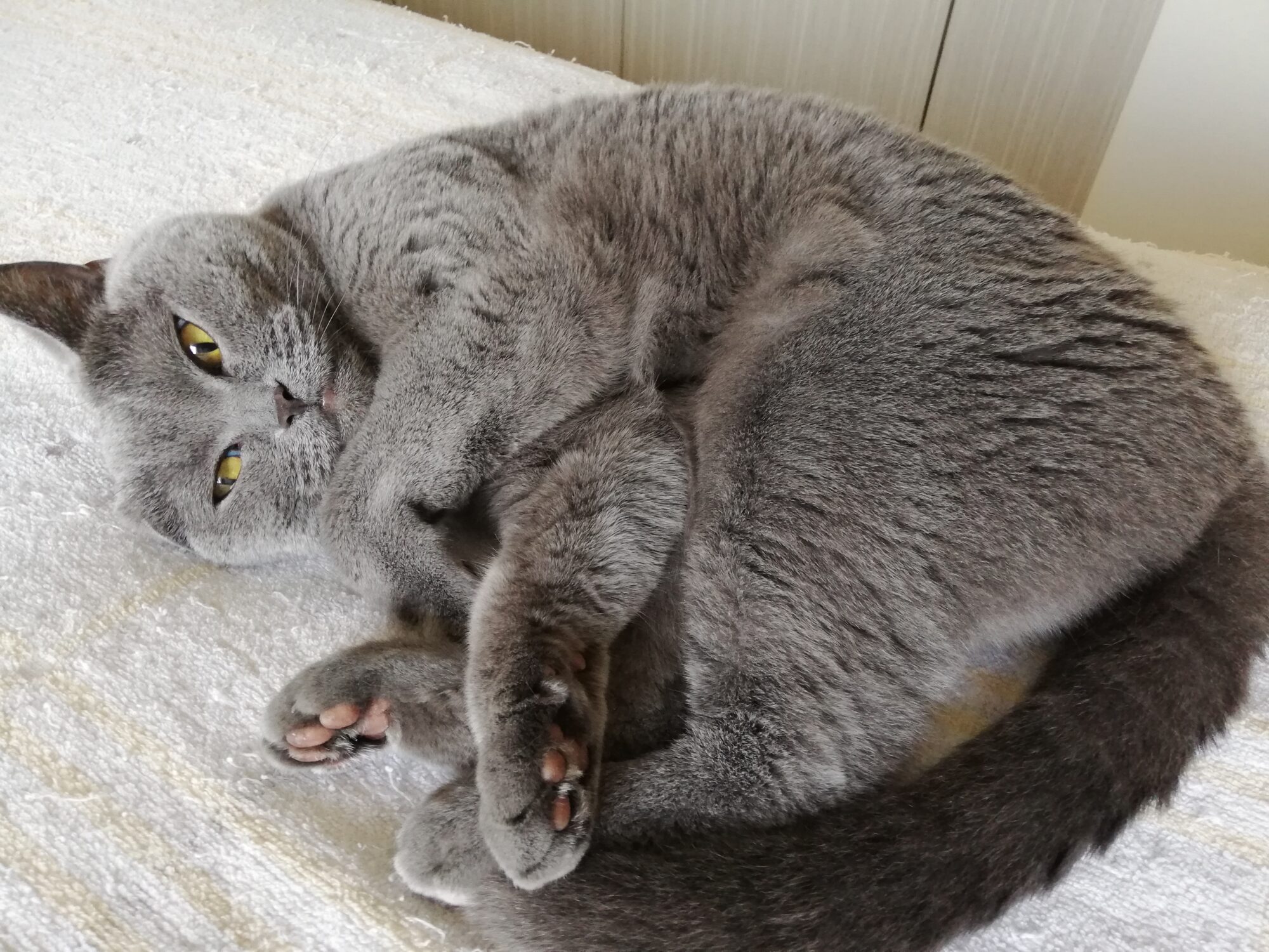 本日のmadam Dorothy