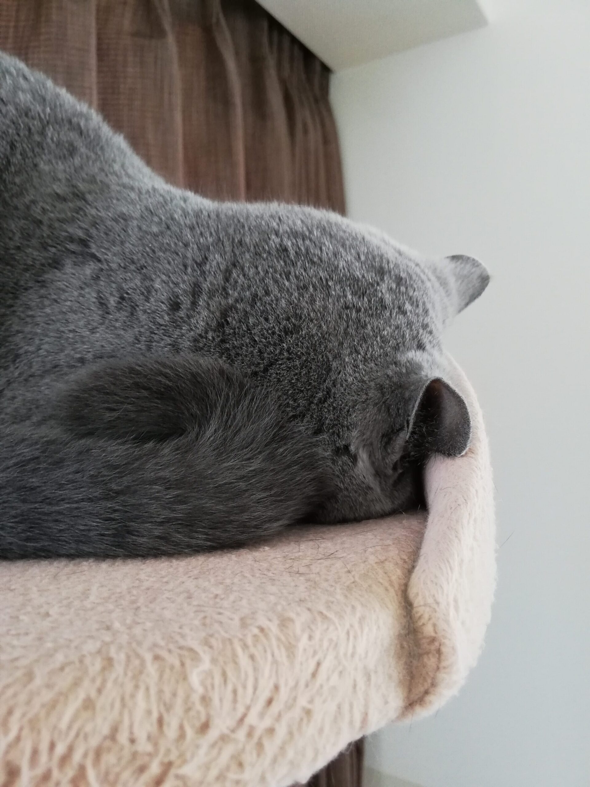 本日のmadam Dorothy