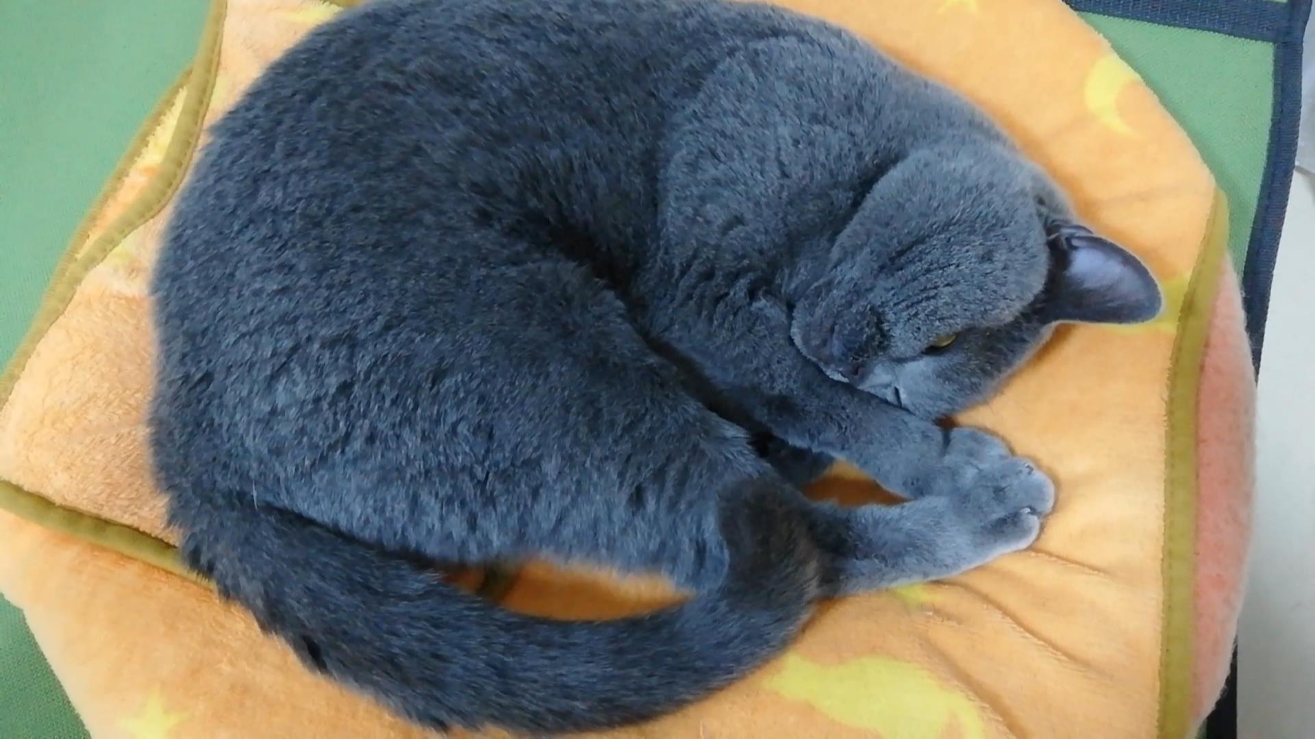 本日のmadam Dorothy