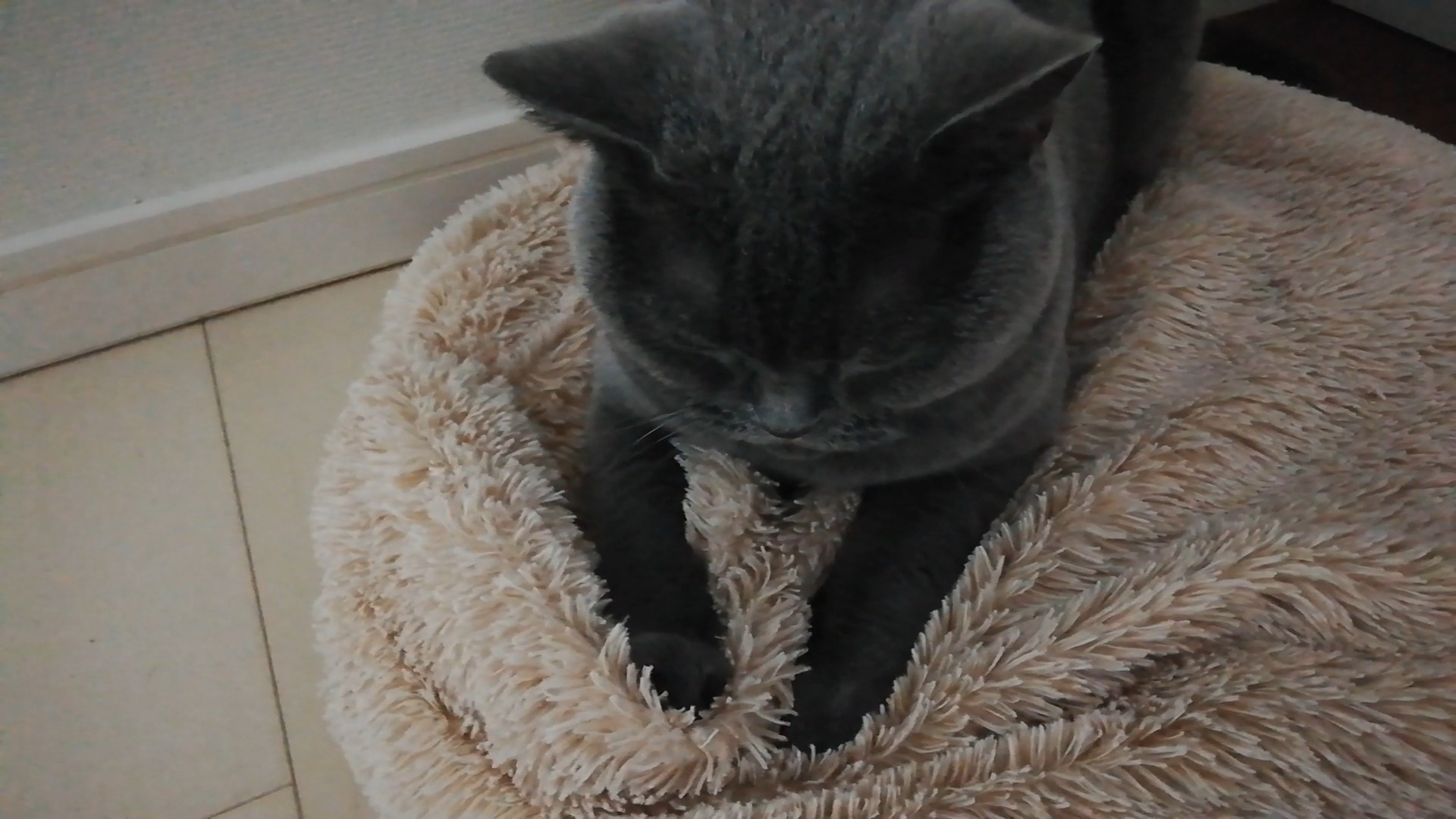 本日のmadam Dorothy