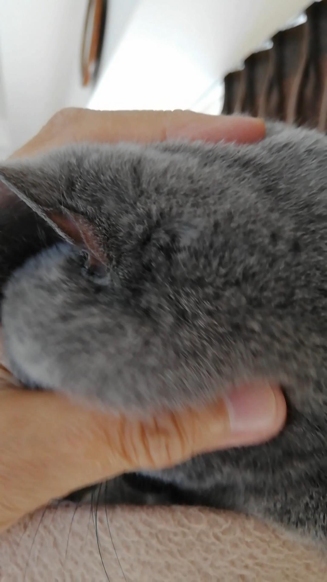 本日のmadam Dorothy