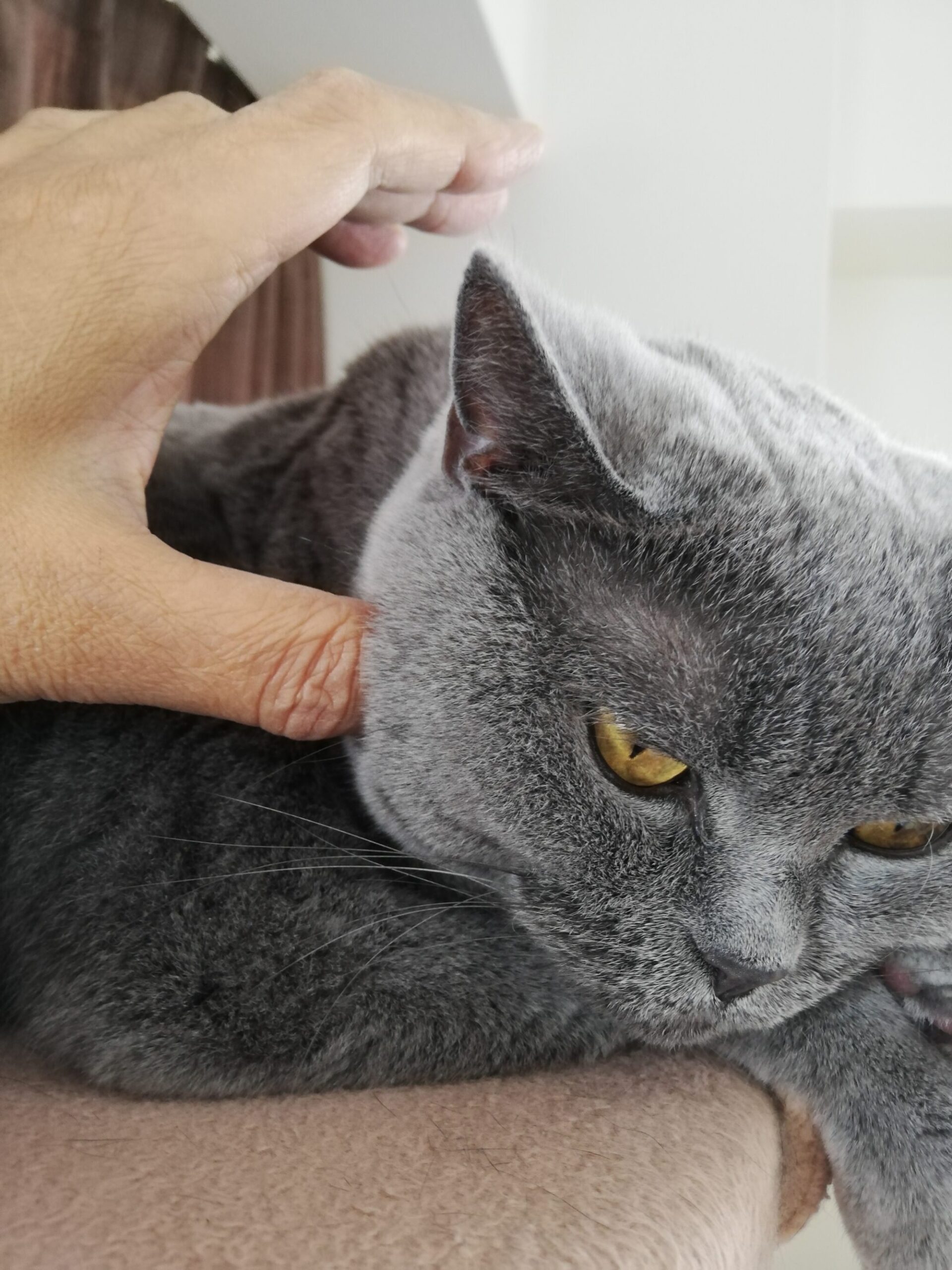 本日のmadam Dorothy