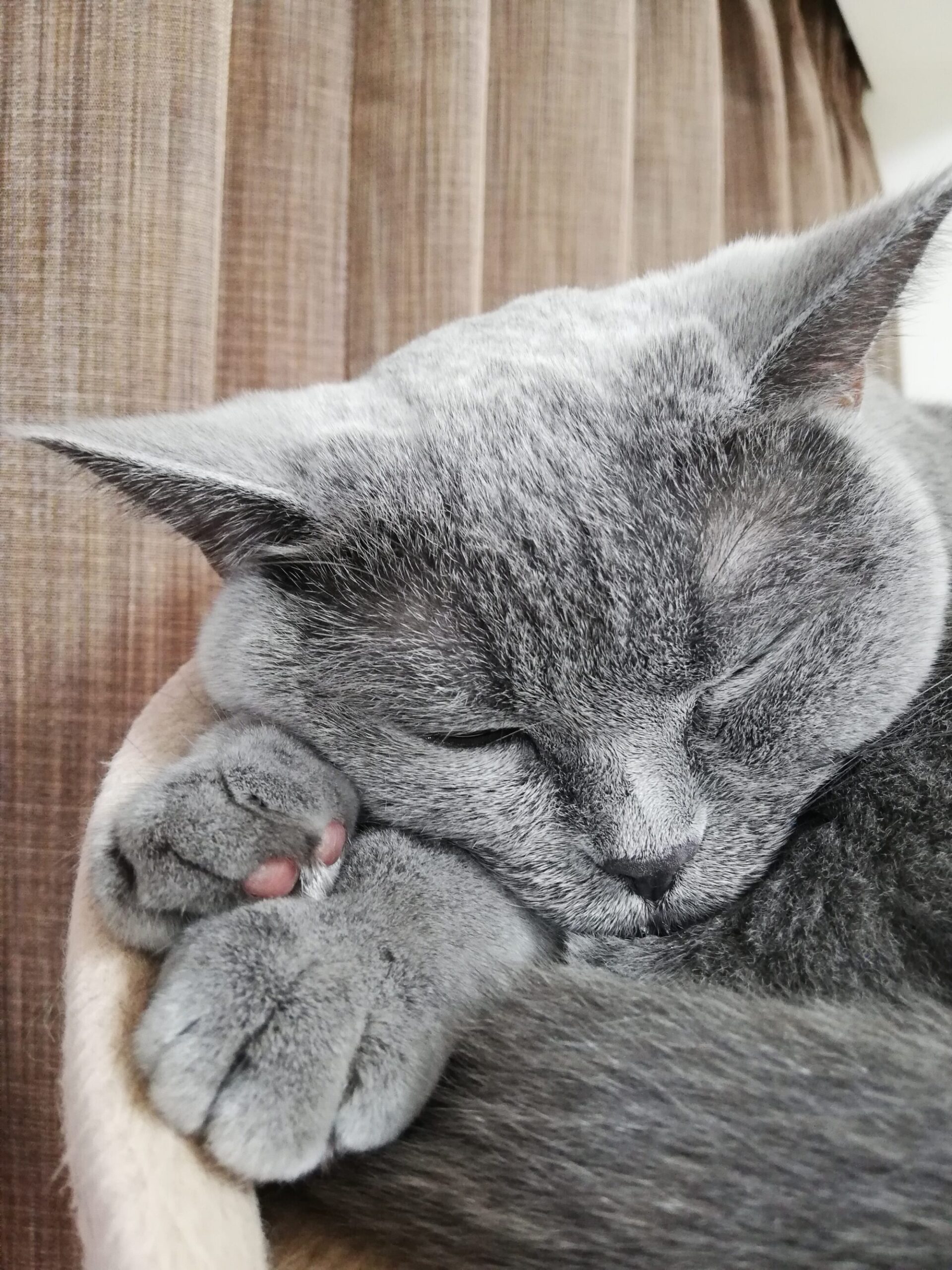 本日のmadam Dorothy