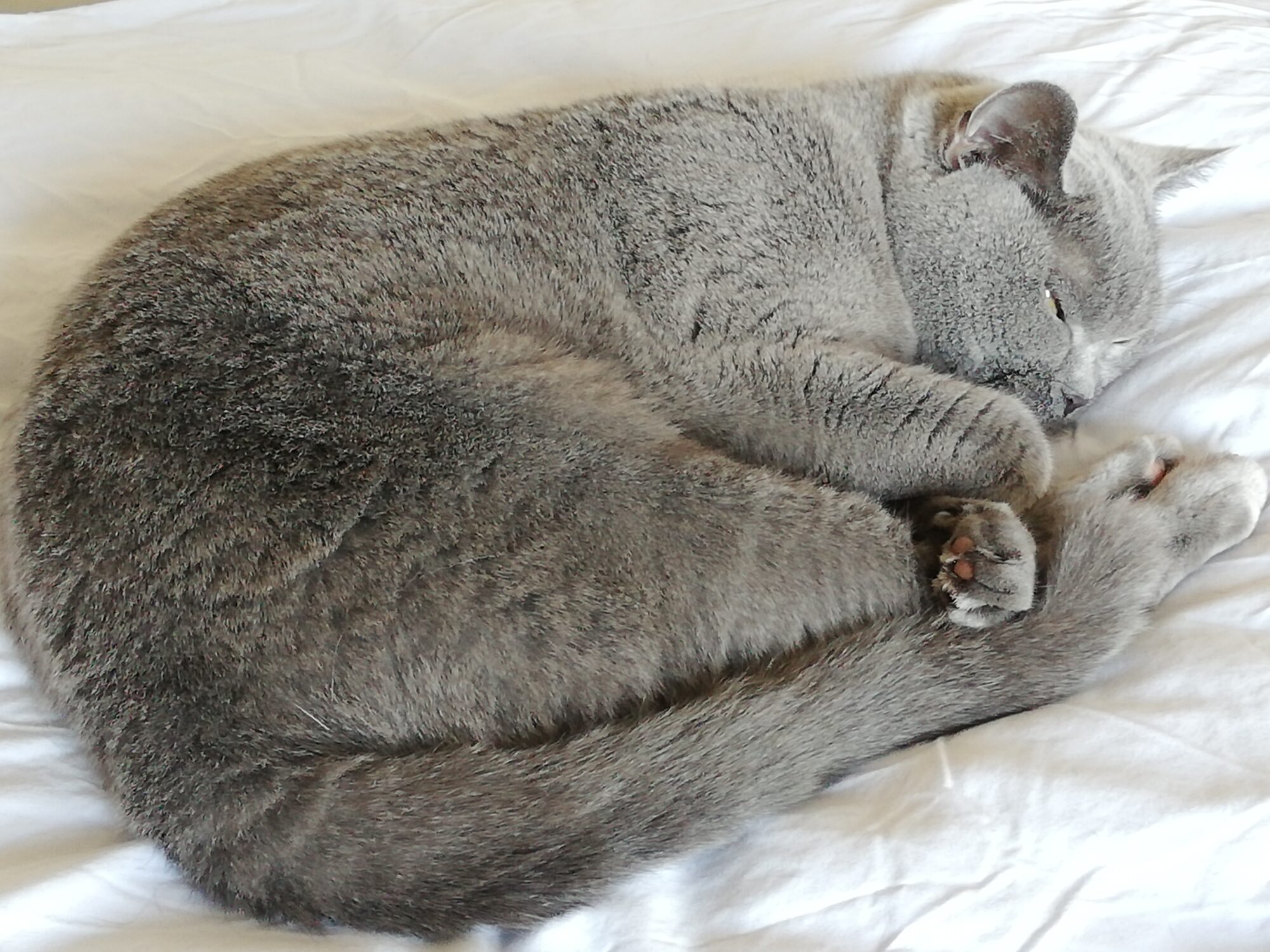 本日のmadam Dorothy