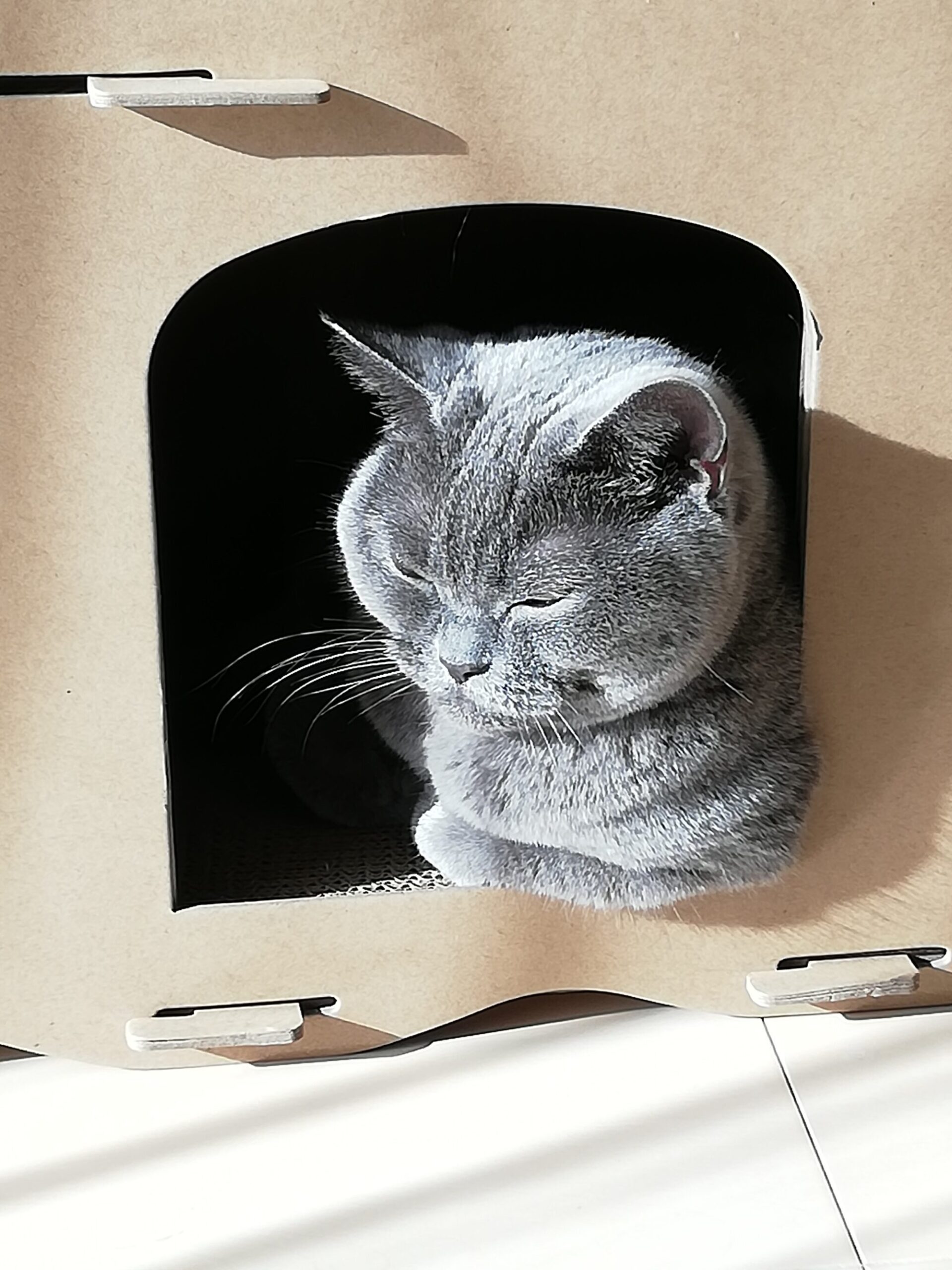 本日のmadam Dorothy