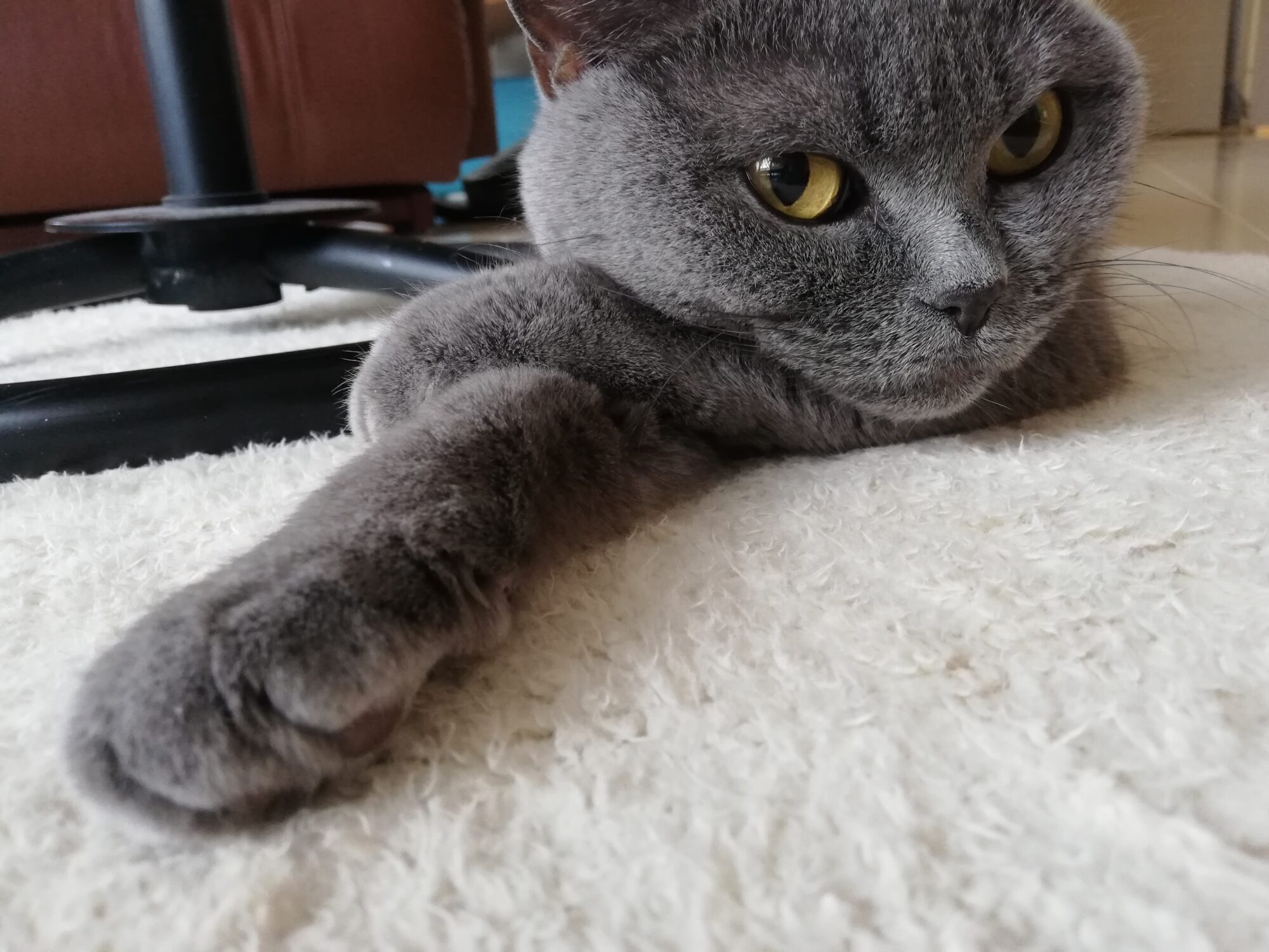 本日のmadam Dorothy：A casual photo of madam Dorothy on Dec. 06, 2023