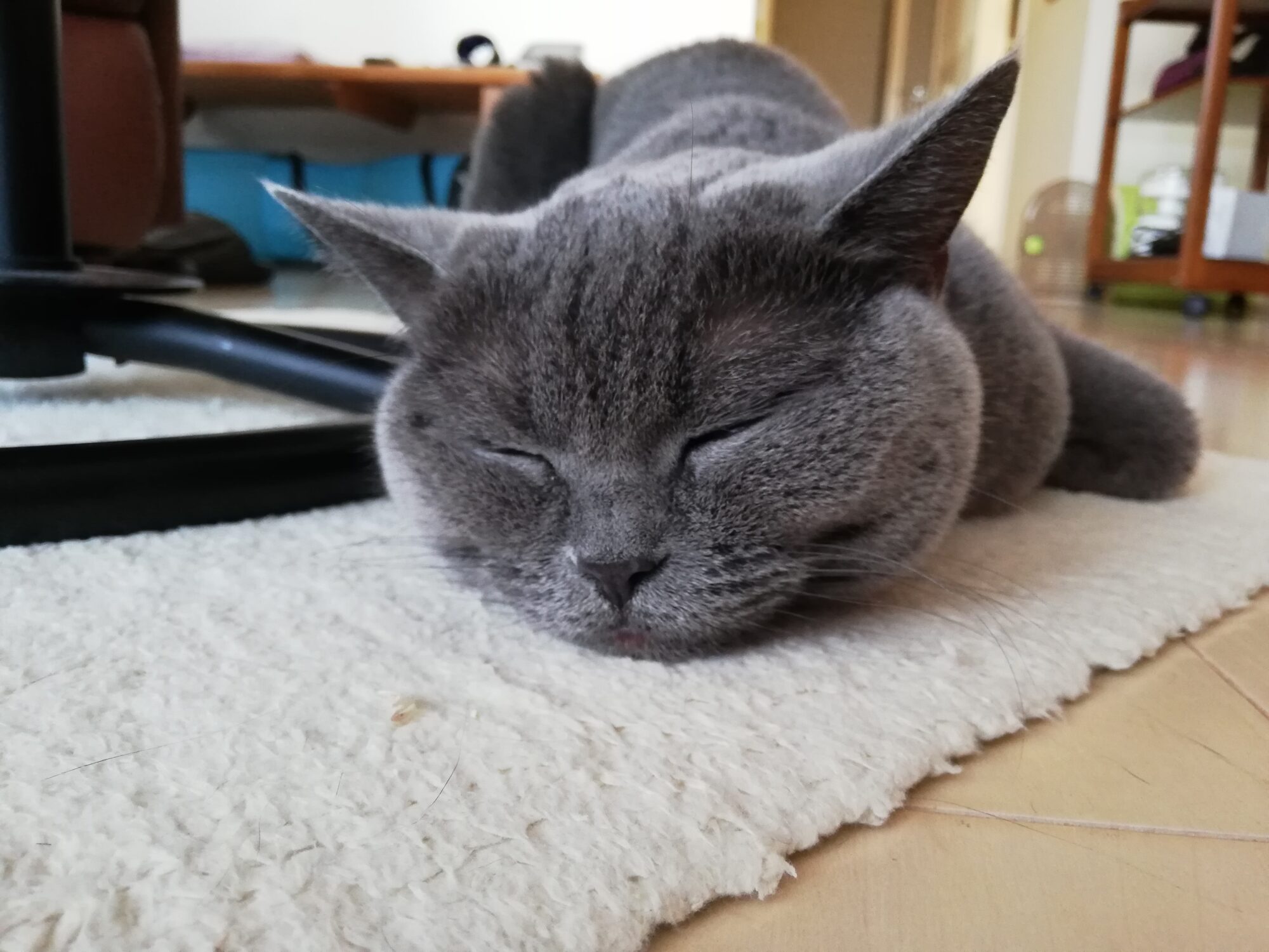 本日のmadam Dorothy “A casual photo of madam Dorothy on Dec. 08, 2023”