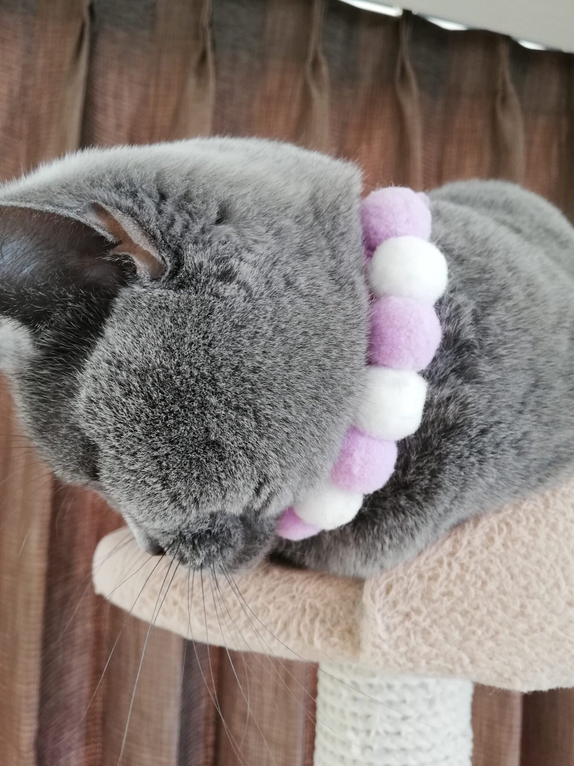 本日のmadam Dorothy “A casual photo of madam Dorothy on Dec. 14, 2023”