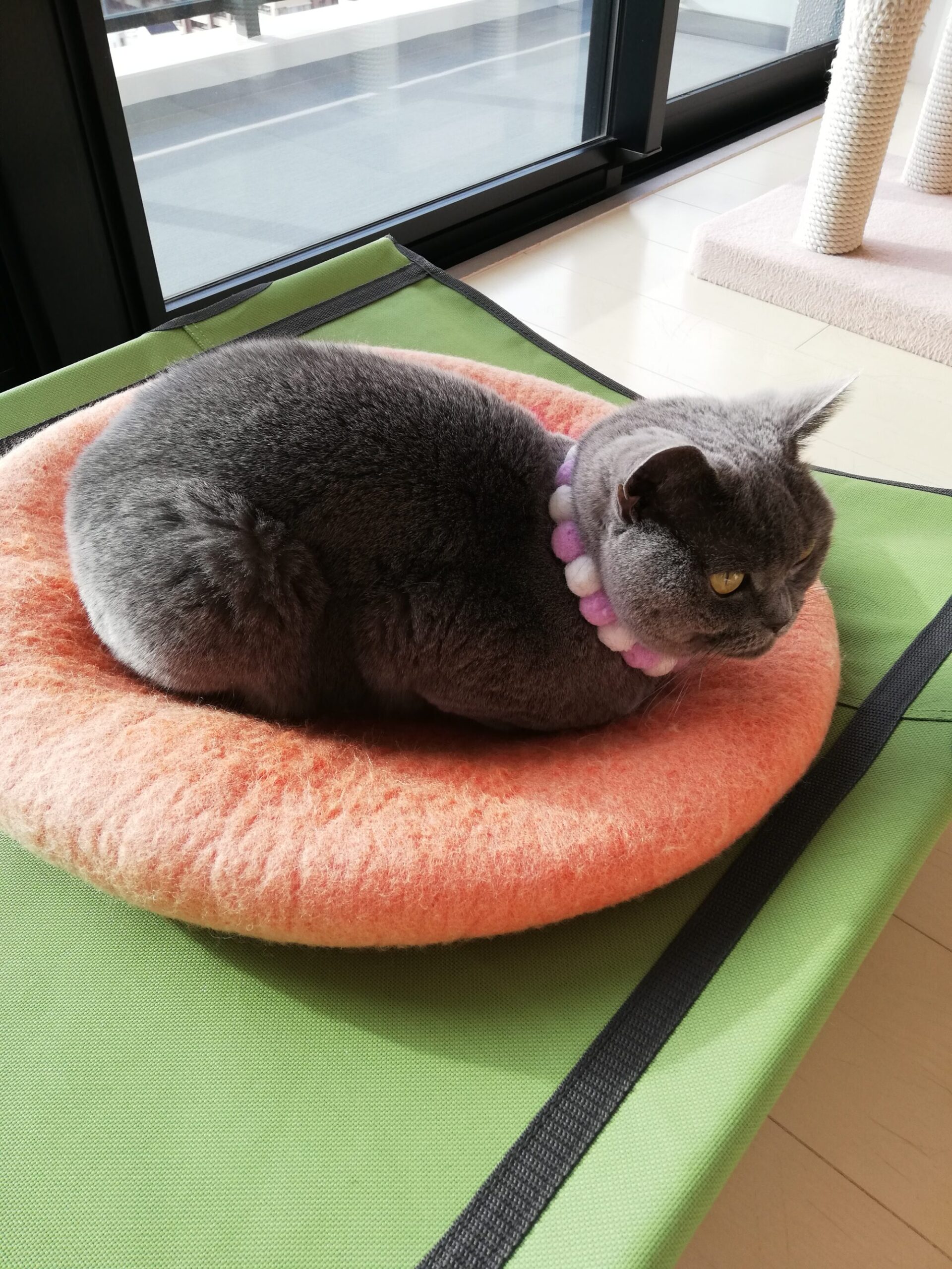 本日のmadam Dorothy “A casual photo of madam Dorothy on Dec. 18, 2023”