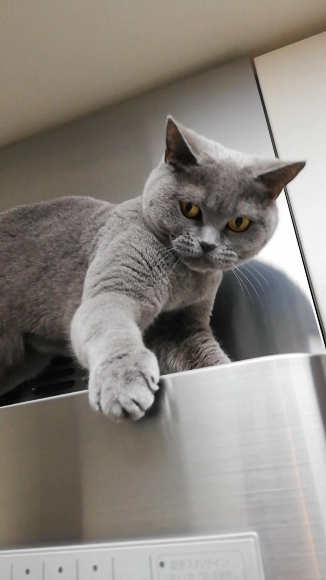 本日のMadam Dorothy “A casual photo of Madam Dorothy on Jan. 21, 2024.”