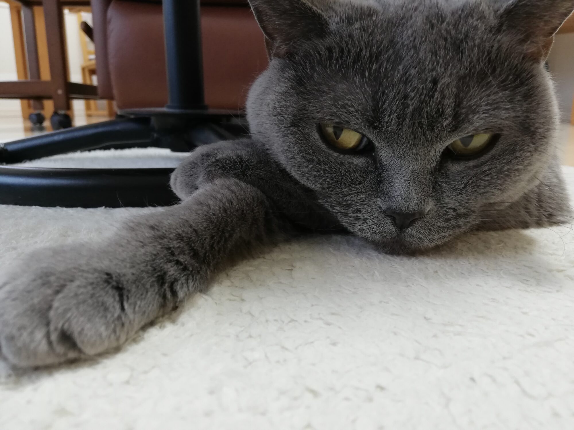 本日のMadam Dorothy “A casual photo of Madam Dorothy on Jan. 19, 2024.”