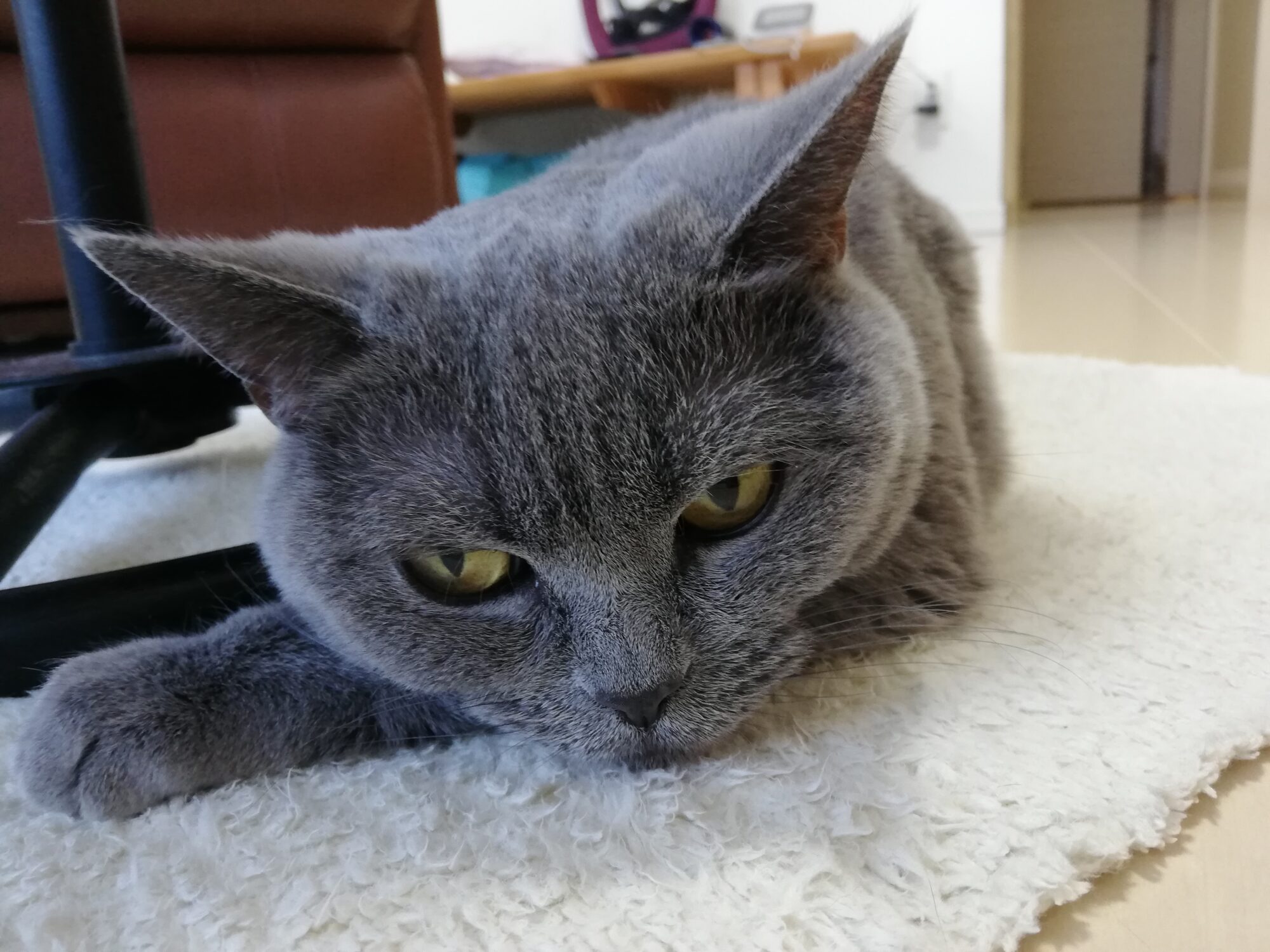 本日のMadam Dorothy “A casual photo of Madam Dorothy on Feb. 26, 2024.”