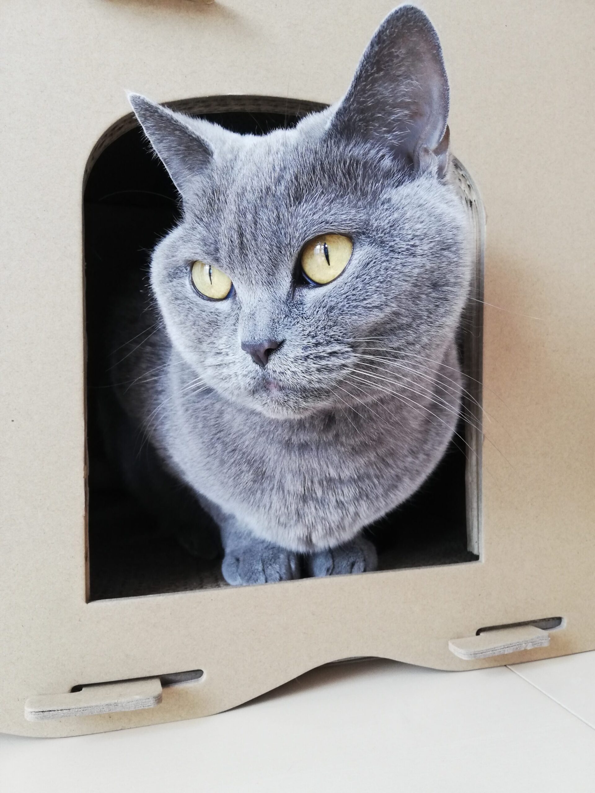 本日のMadam Dorothy “A casual photo of Madam Dorothy on Mar. 01, 2024.”