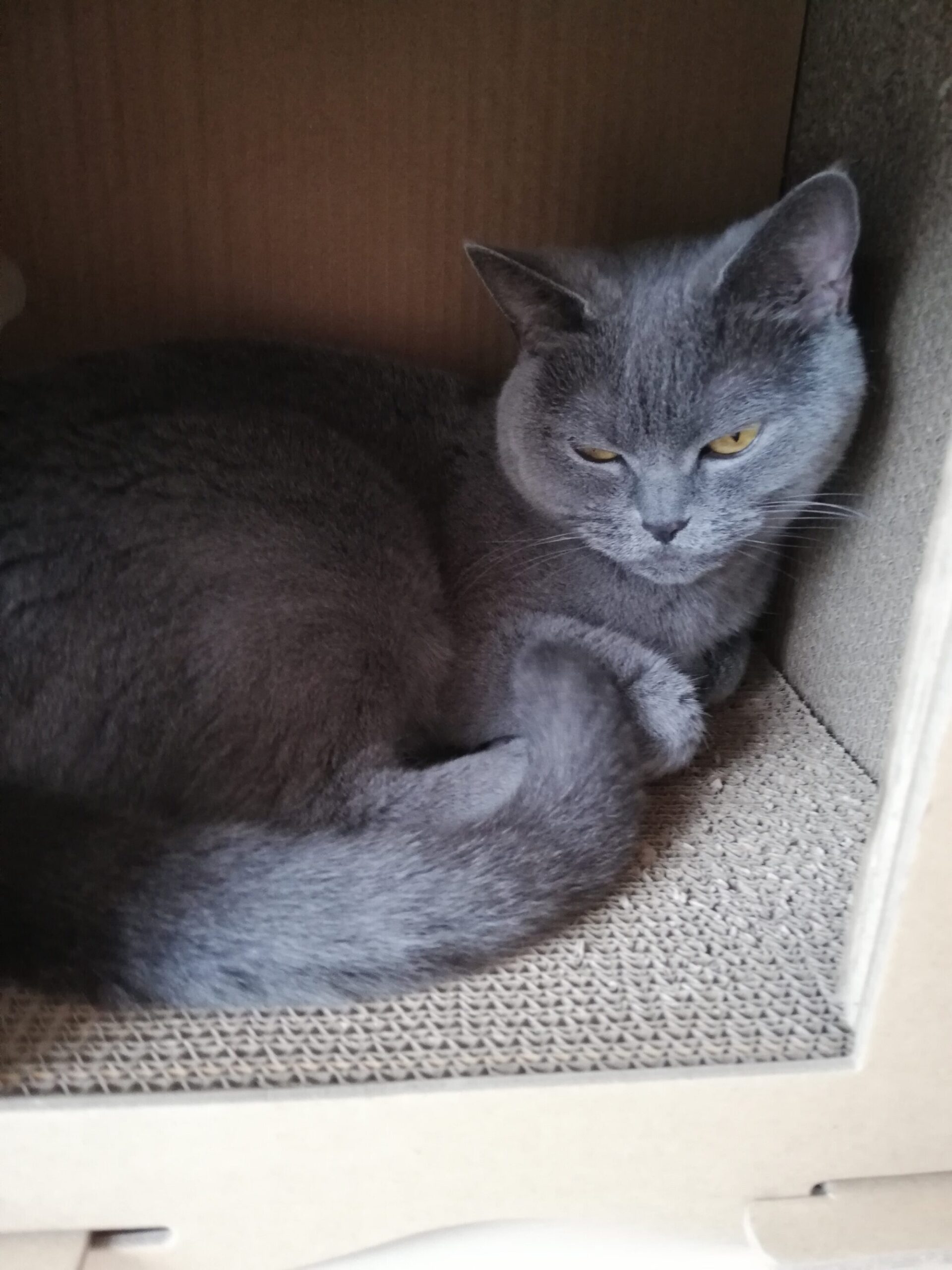 本日のMadam Dorothy “A casual photo of Madam Dorothy on May 06, 2026. Relaxing in the mansion.”