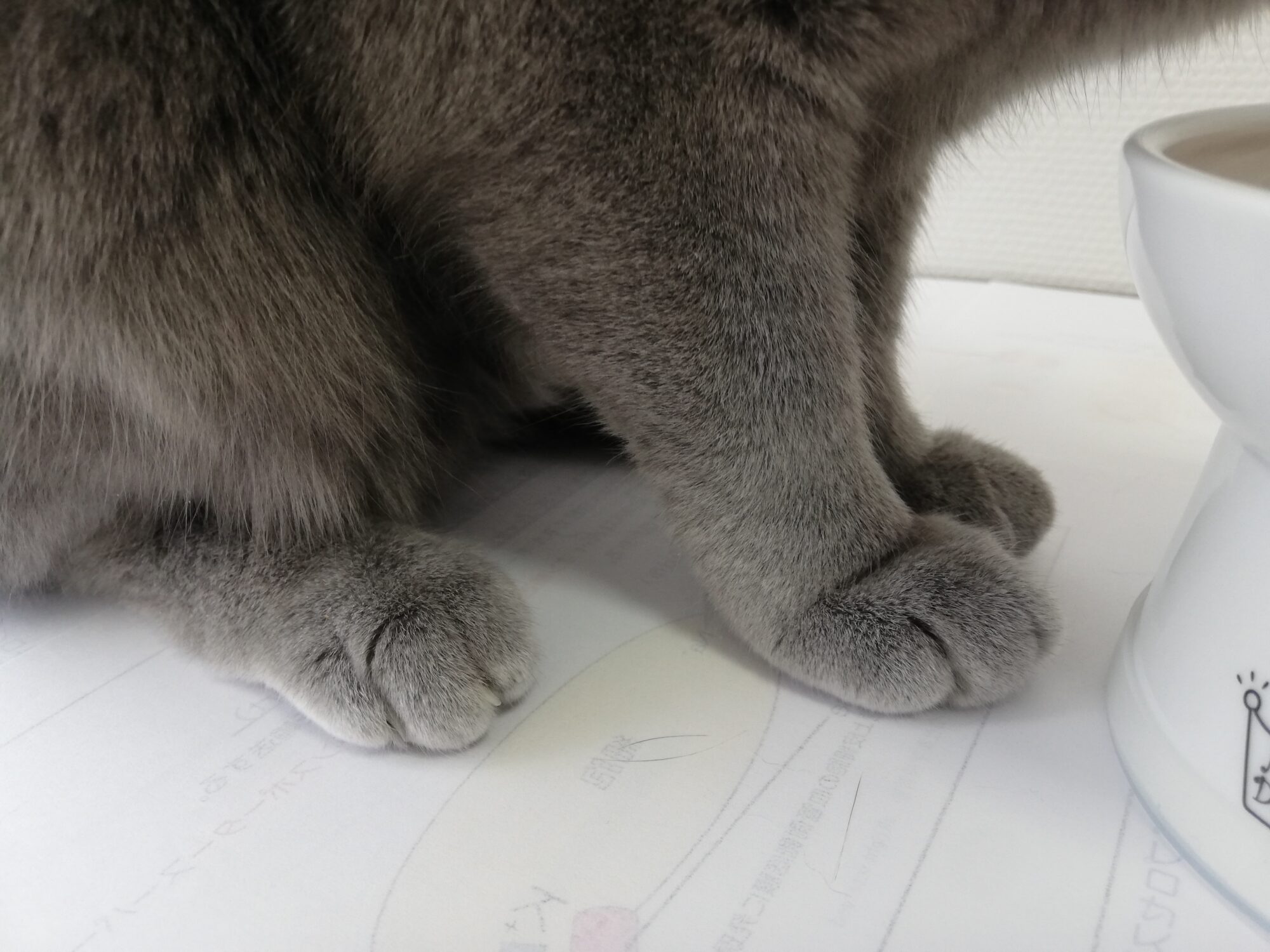 本日のMadam Dorothy “A casual photo of Madam Dorothy on May 12, 2024. Even without her face, Madam Dorothy is so cute.”