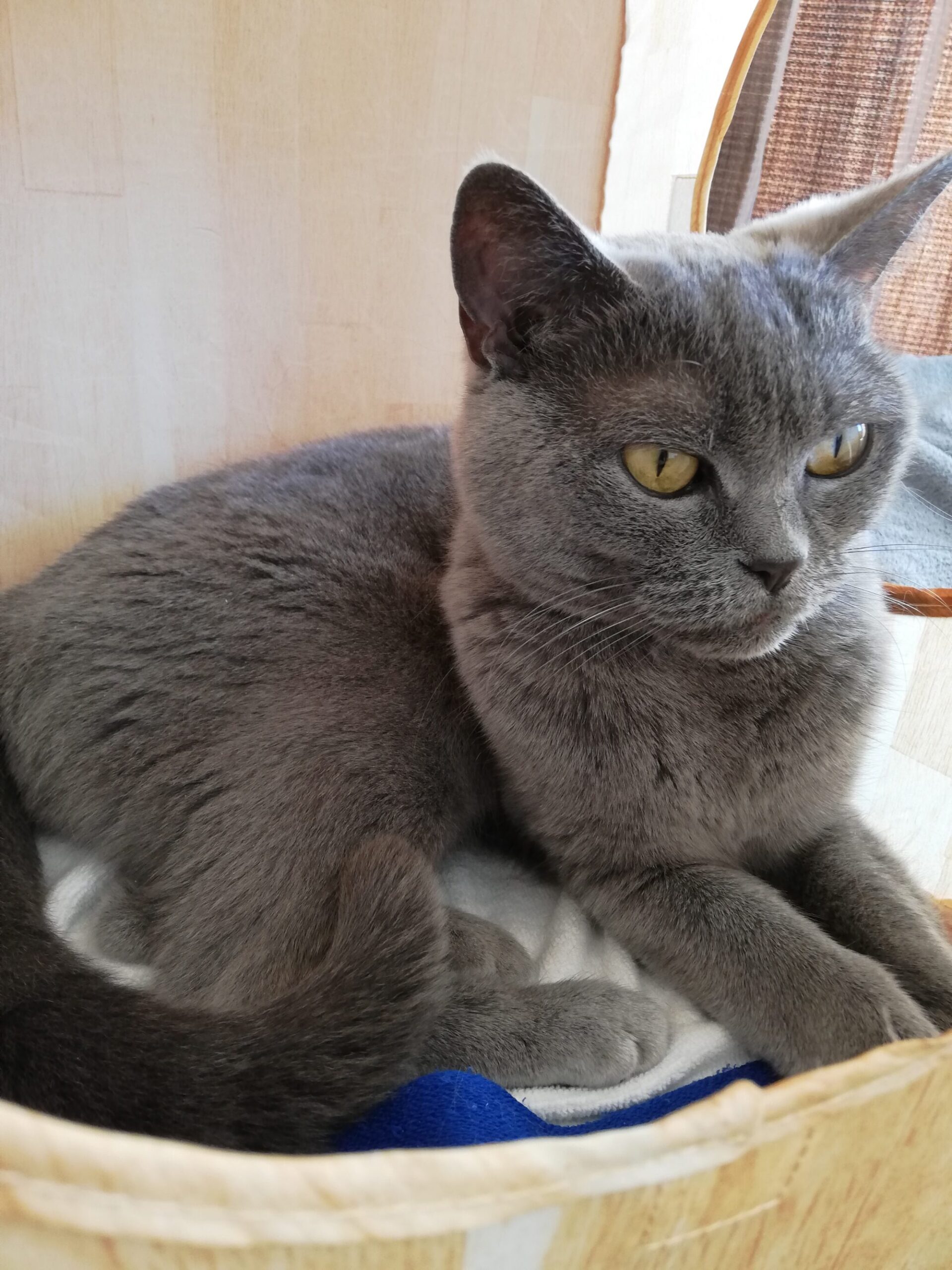 本日のMadam Dorothy “A casual photo of Madam Dorothy on May 14, 2024. Well, what should I do today?”