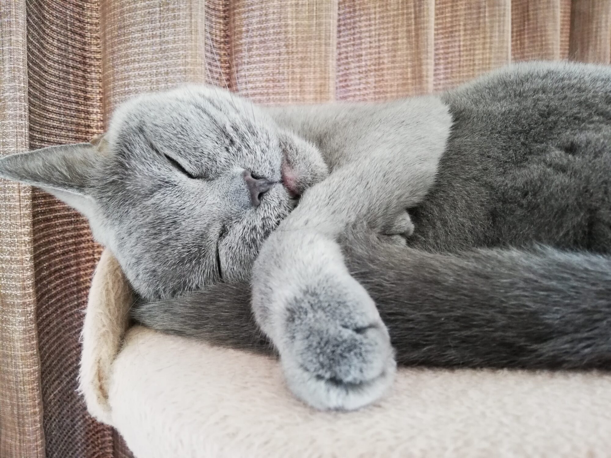 本日のMadam Dorothy “A casual photo of Madam Dorothy on May 16, 2024. I want to be a cat, The CEO thinks.”