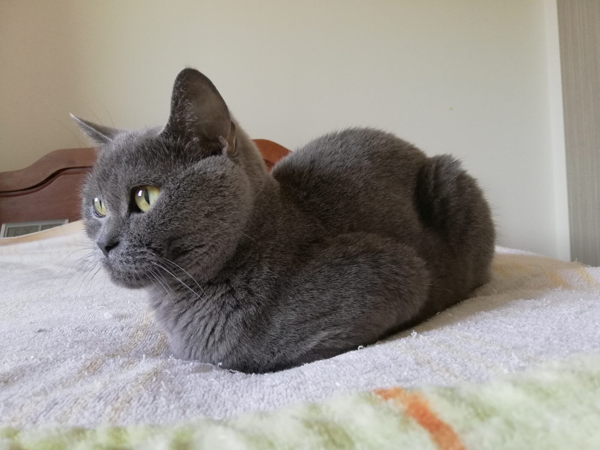 本日のMadam Dorothy “A casual photo of Madam Dorothy on June 01, 2024. A Cat Loaf”