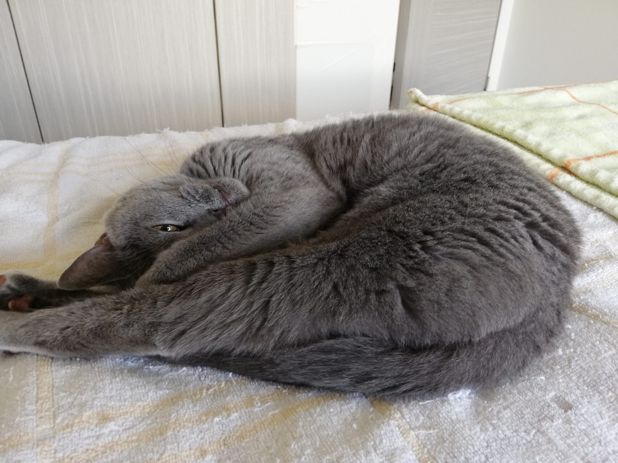 本日のMadam Dorothy “A casual photo of Madam Dorothy on June 05, 2024. Madam Dorothy’s exercise”