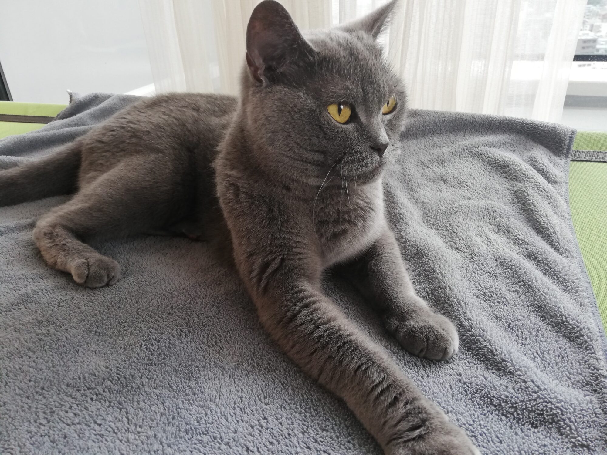 本日のMadam Dorothy “A casual photo of Madam Dorothy on July 05, 2024. The gray beautiful cat is relaxing on the gray blanket. “