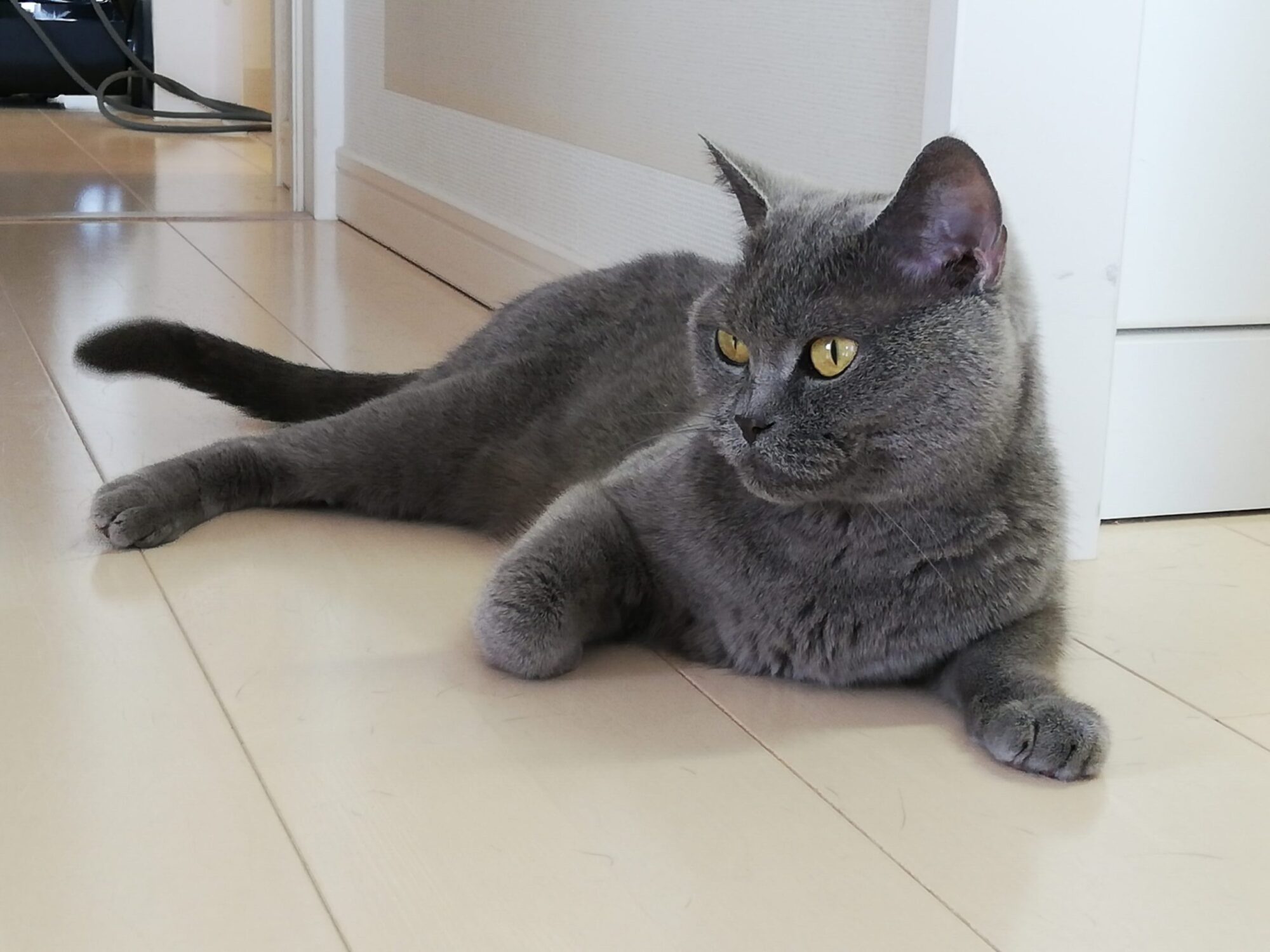 本日のMadam Dorothy “A casual photo of Madam Dorothy on July 09, 2024. Madam Dorothy is cooling down in the hallway.”