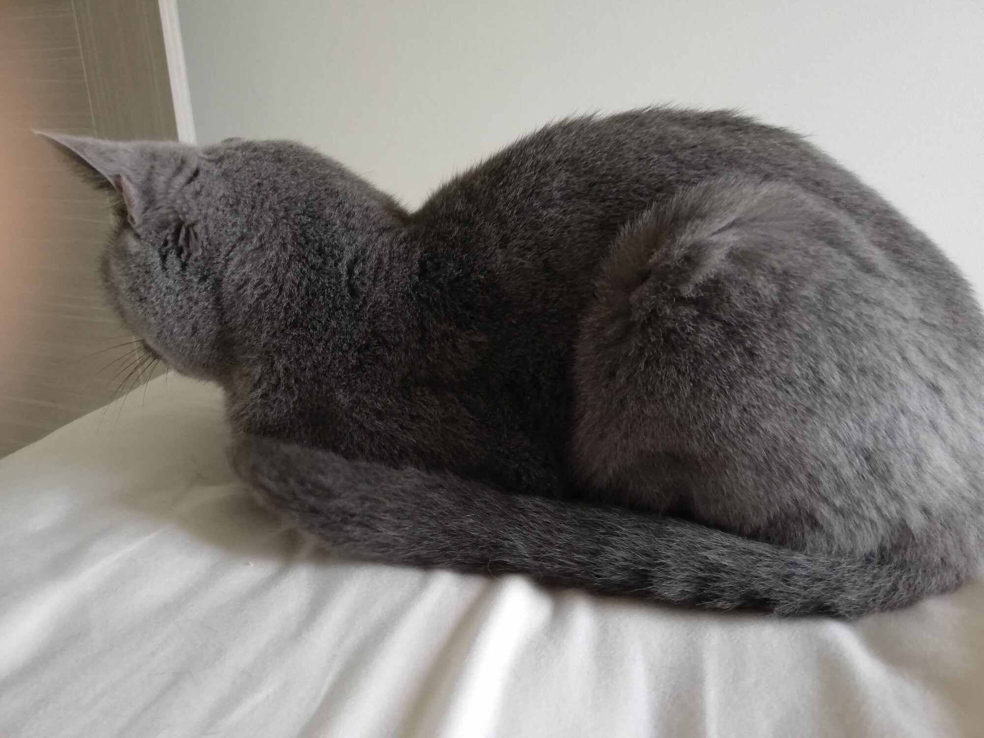 本日のMadam Dorothy “A casual photo of Madam Dorothy on July 11, 2024. The side view of Madam Dorothy”