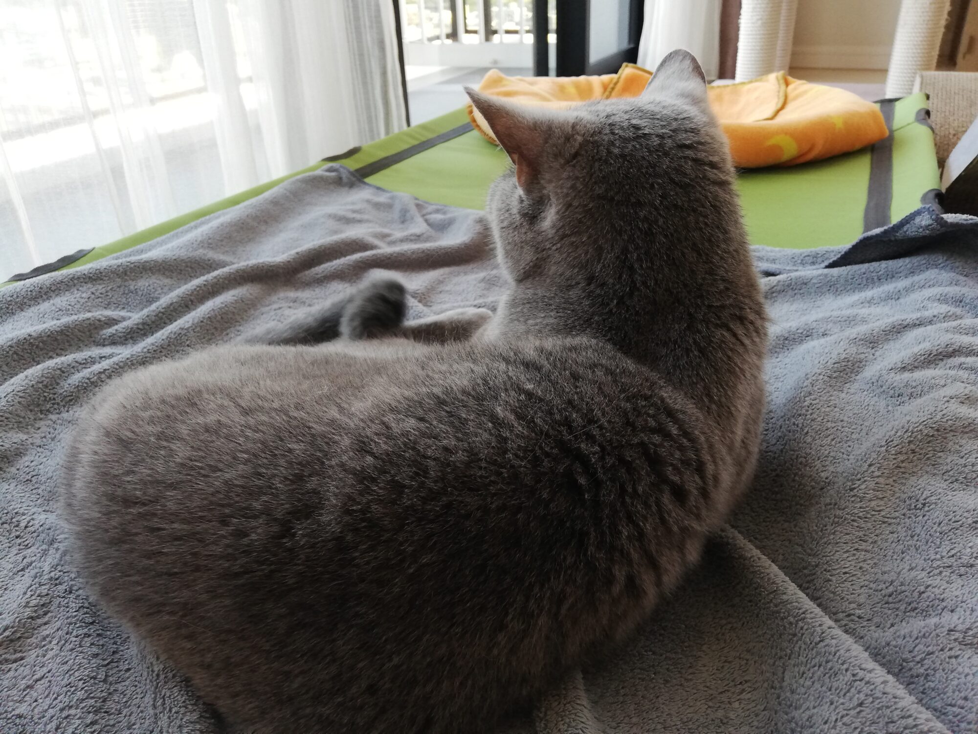 本日のMadam Dorothy “A casual photo of Madam Dorothy on July 13, 2024. Madam Dorothy’s back view is also very fluffy.”