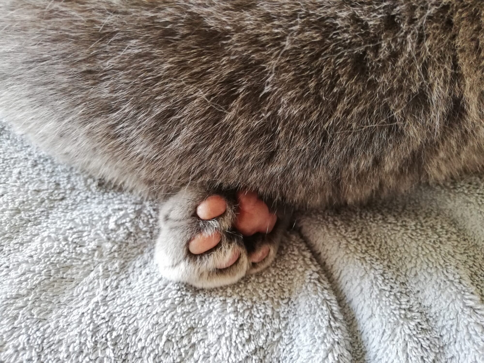 本日のMadam Dorothy “A casual photo of Madam Dorothy on July 19, 2024. What an adorable paw pad!”