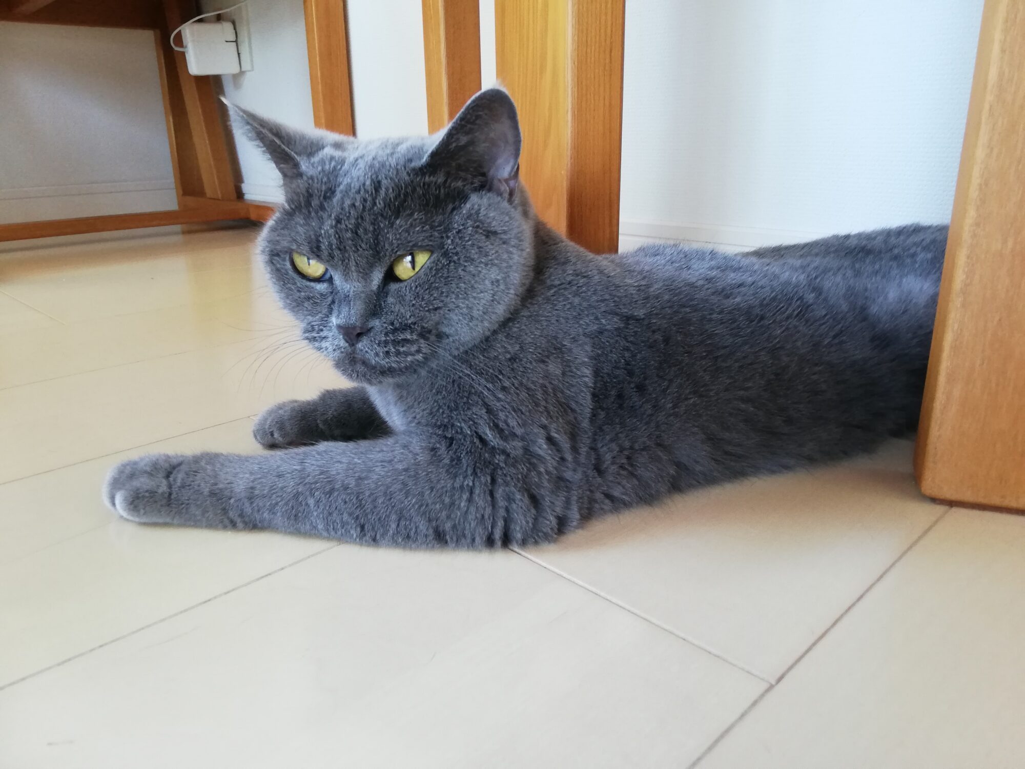 本日のMadam Dorothy “A casual photo of Madam Dorothy on Sep. 1, 2024. Madam Dorothy is lying below the dining table.”