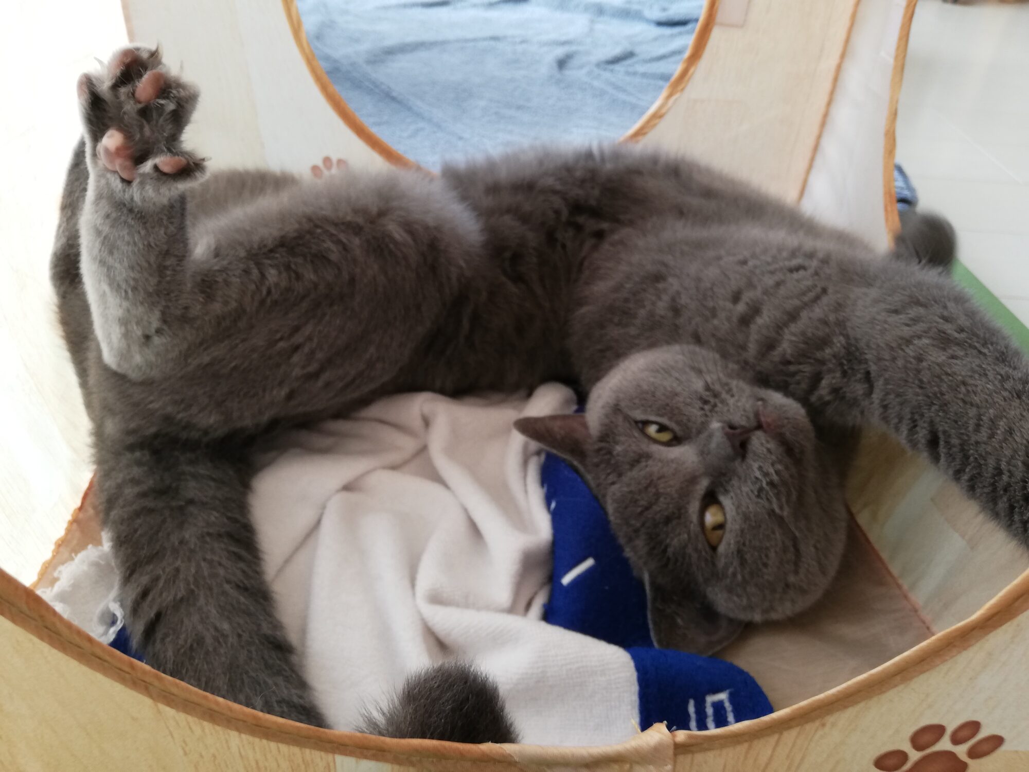 本日のMadam Dorothy “A casual photo of Madam Dorothy on Sep. 3, 2024. Madam Dorothy is fed up with napping.”