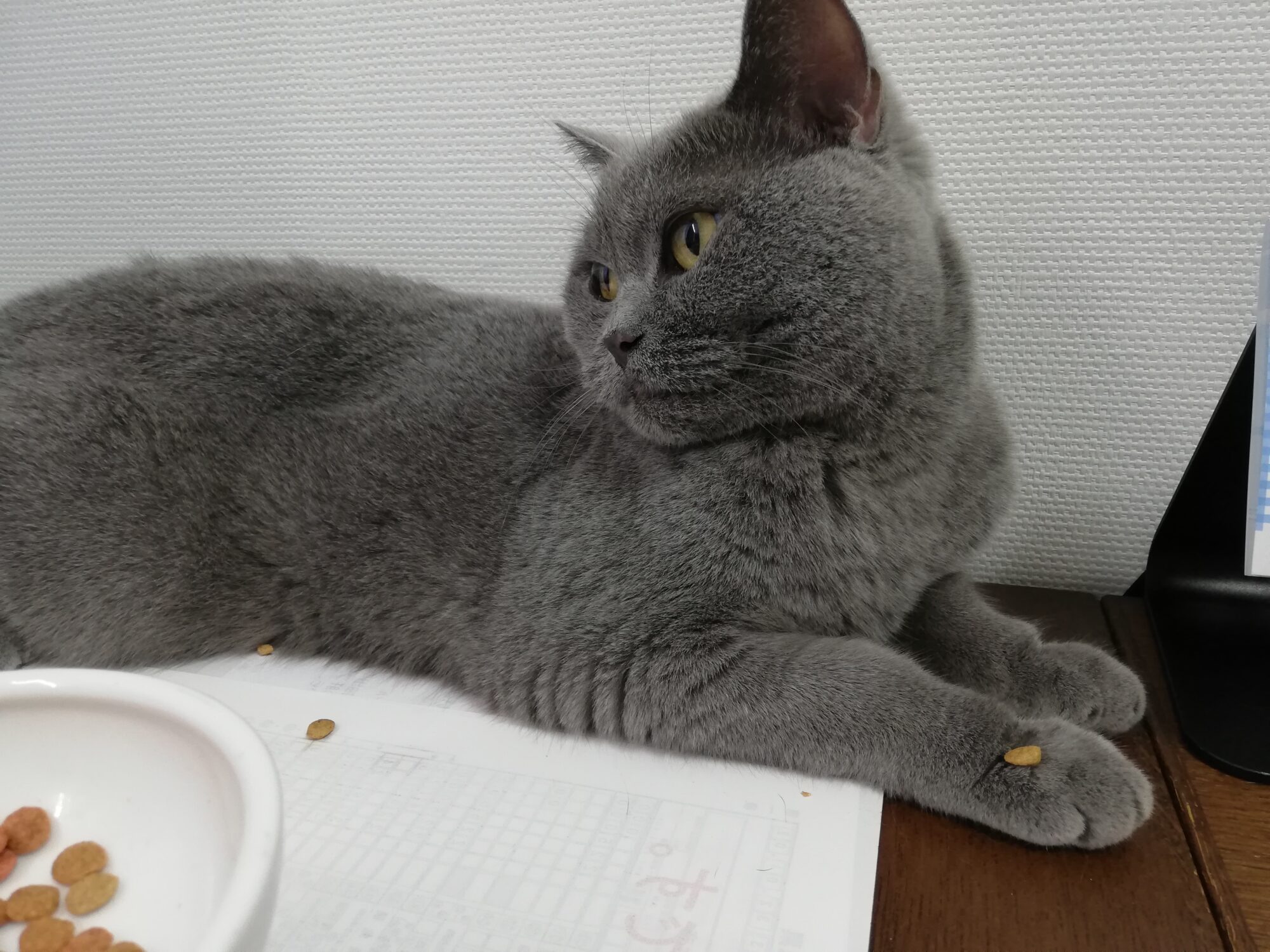 本日のMadam Dorothy “A casual photo of Madam Dorothy on Sep. 5, 2024. What is on your right front paw?”