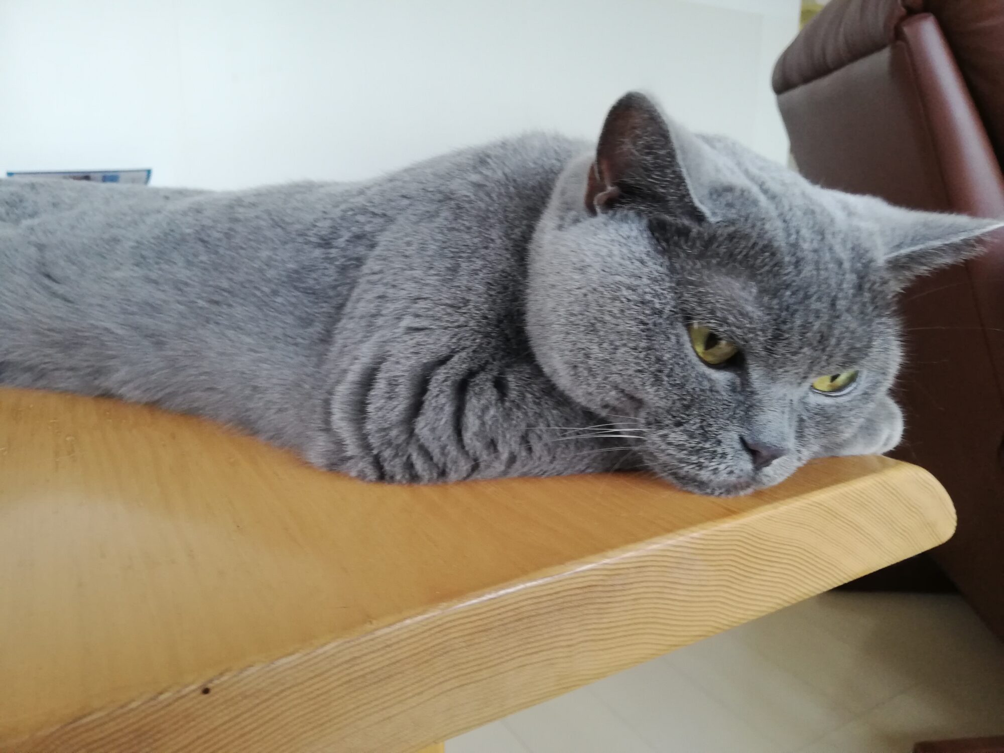 本日のMadam Dorothy “A casual photo of Madam Dorothy on Sep. 7, 2024. What are you wondering?”