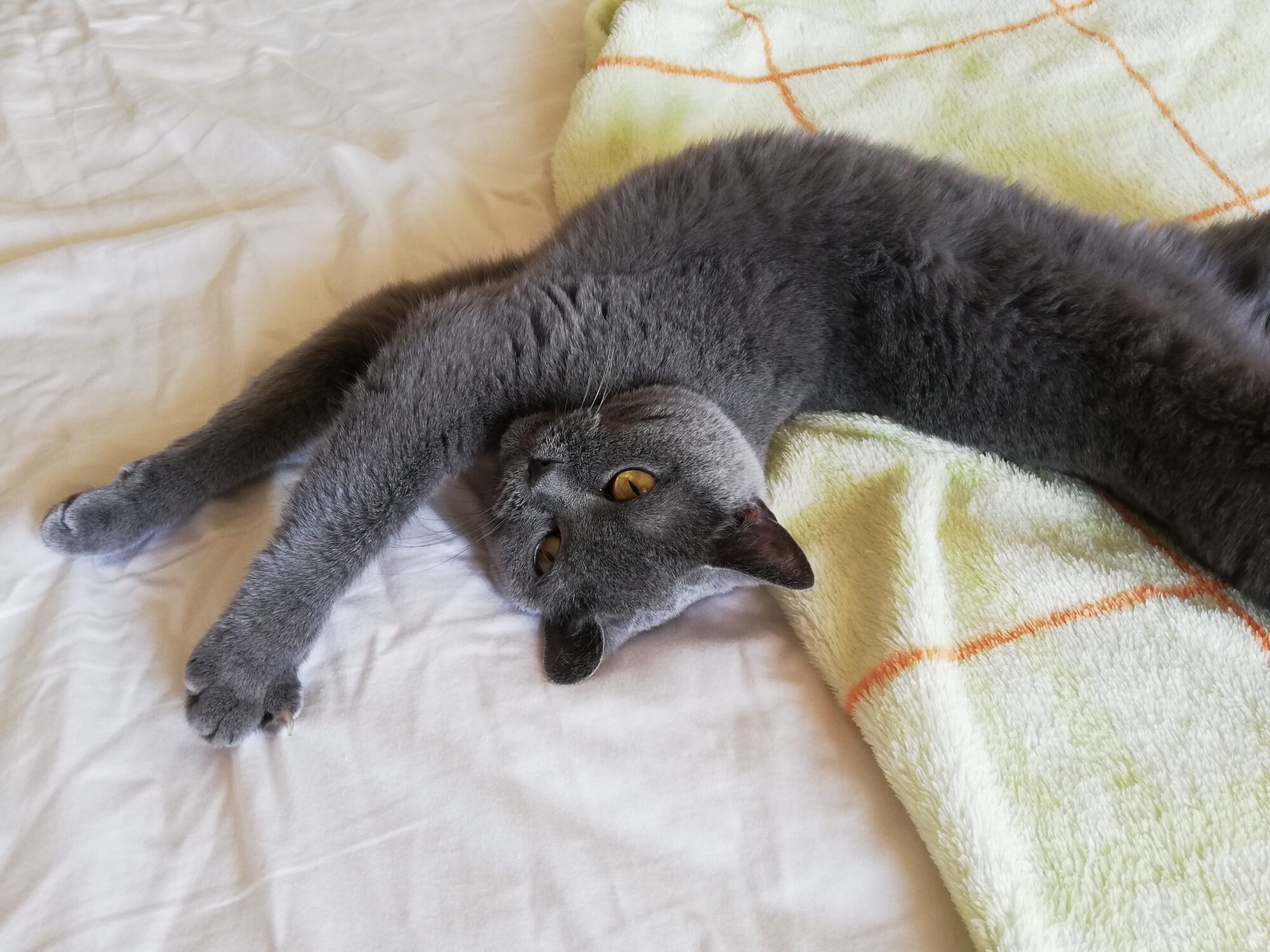 本日のMadam Dorothy “Madam Dorothy is got a flexible body.”