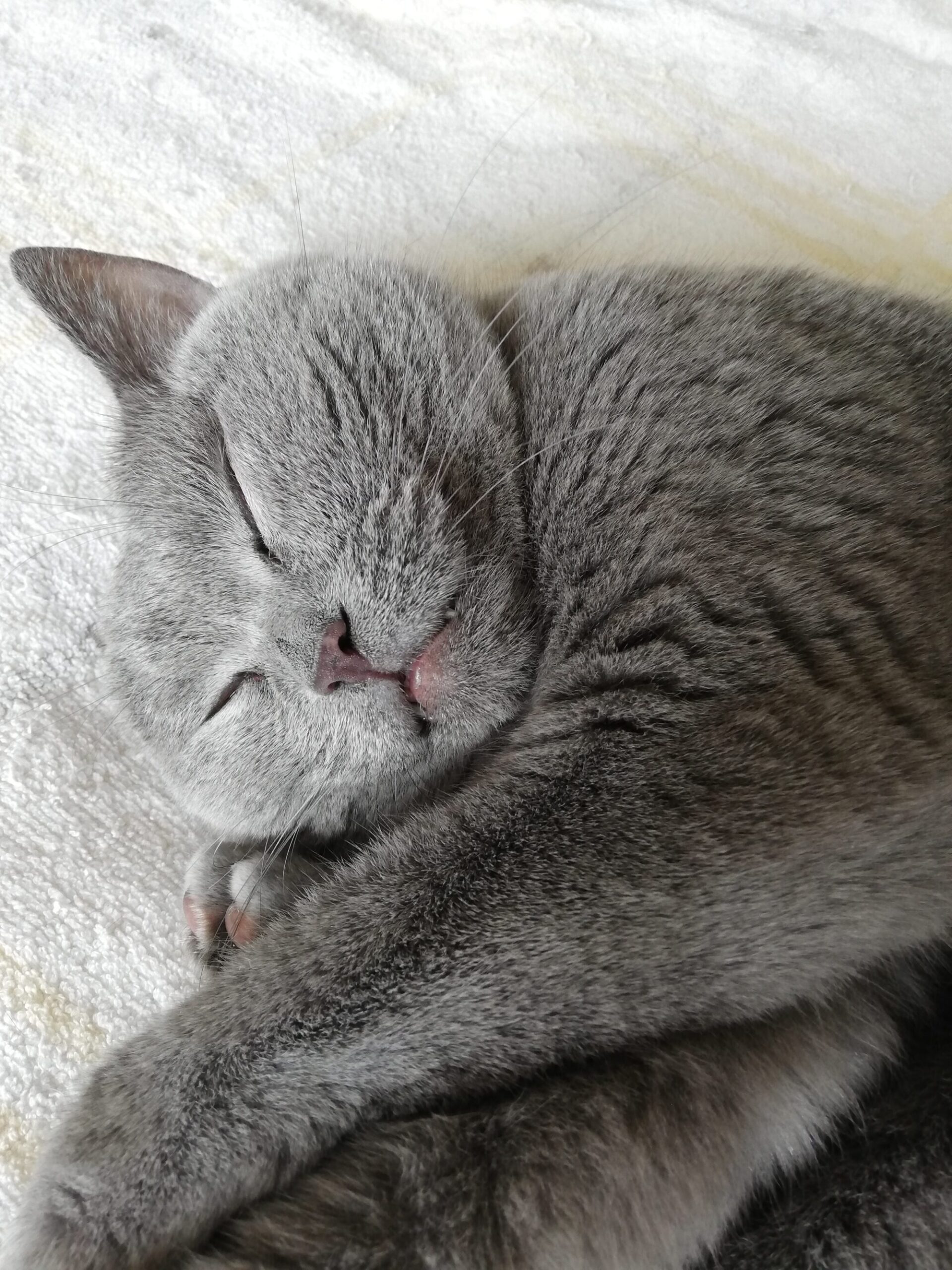 本日のMadam Dorothy “A casual photo of Madam Dorothy on Oct. 3, 2024. What an adorable face!”