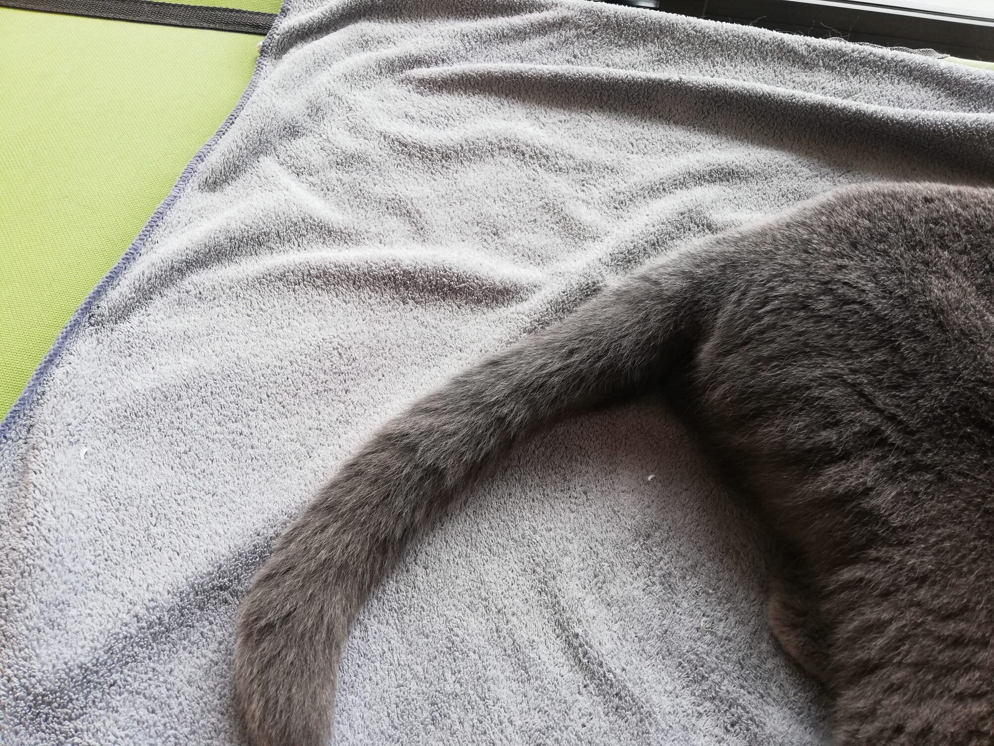 本日のMadam Dorothy “A casual photo of Madam Dorothy on Oct. 7 2024. Tail talk”