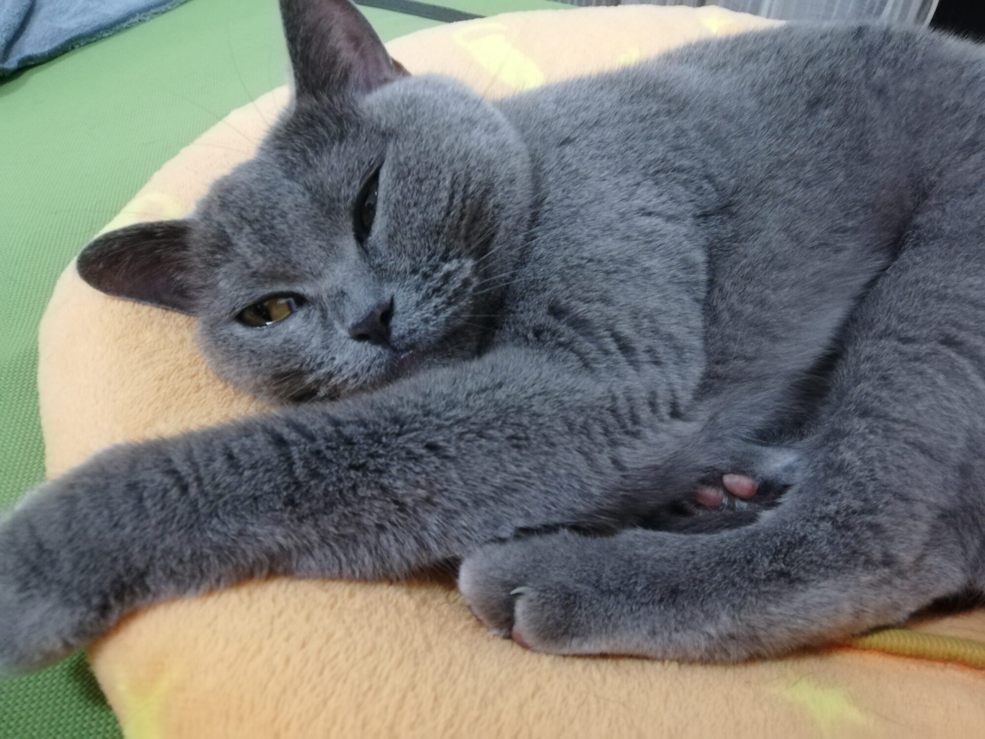 本日のMadam Dorothy “A casual photo of Madam Dorothy on Oct. 11, 2024. Half-asleep eyes”