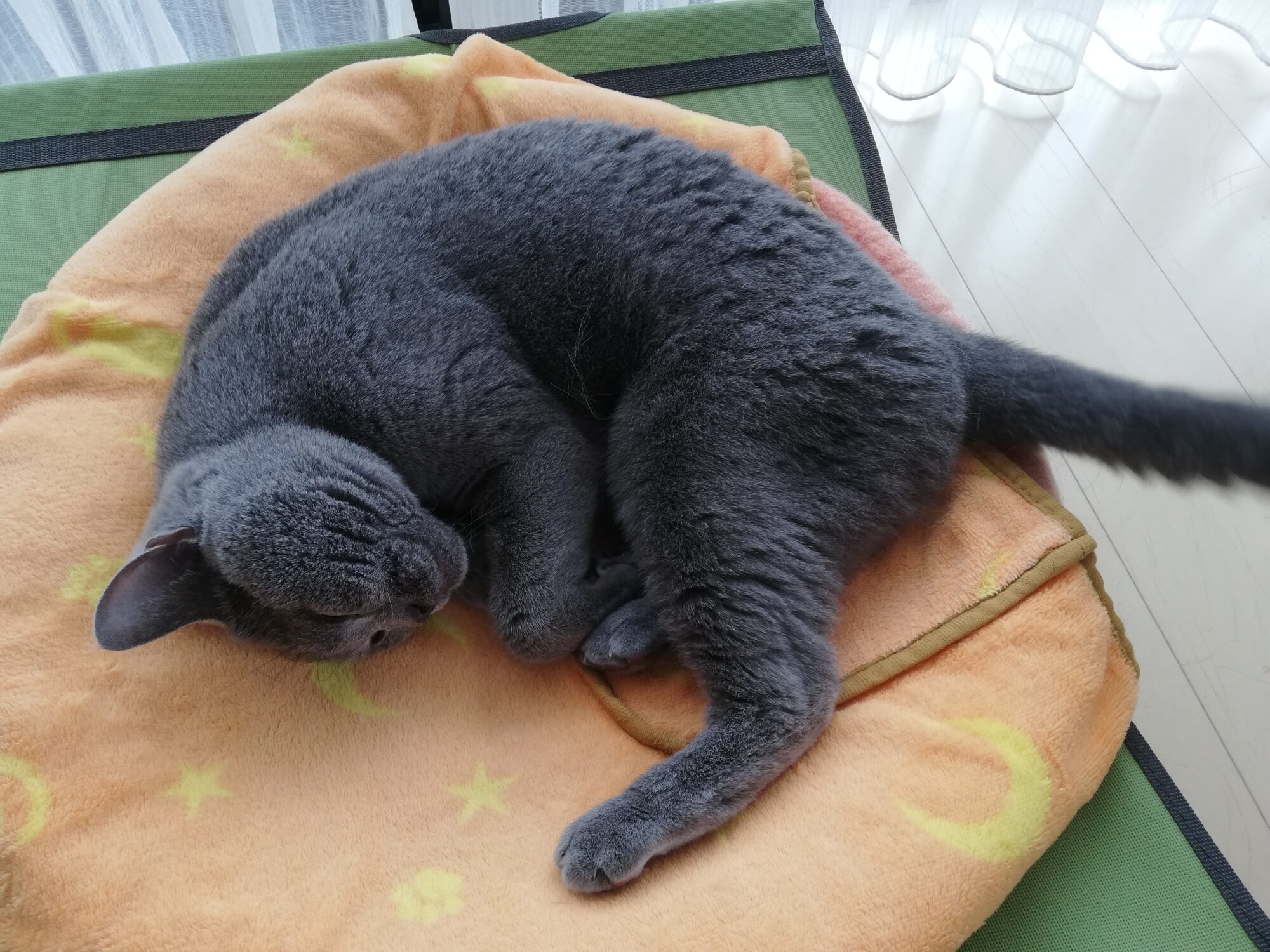 本日のMadam Dorothy “A casual photo of Madam Dorothy on Oct. 13, 2024. Routine morning nap”