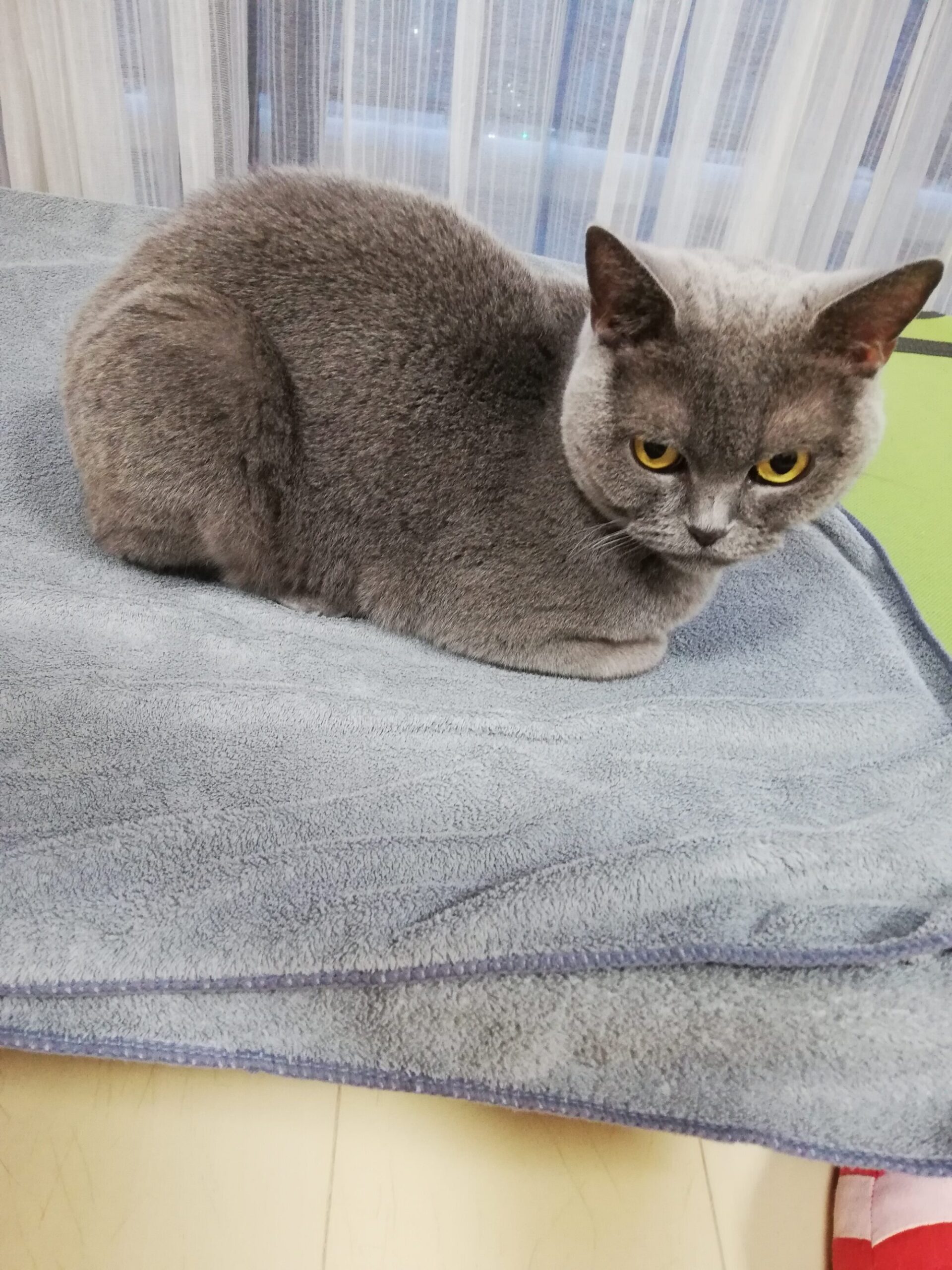 本日のMadam Dorothy “A casual photo of Madam Dorothy on Oct. 15, 2024. Madam Dorothy’s profile is very elegant.”