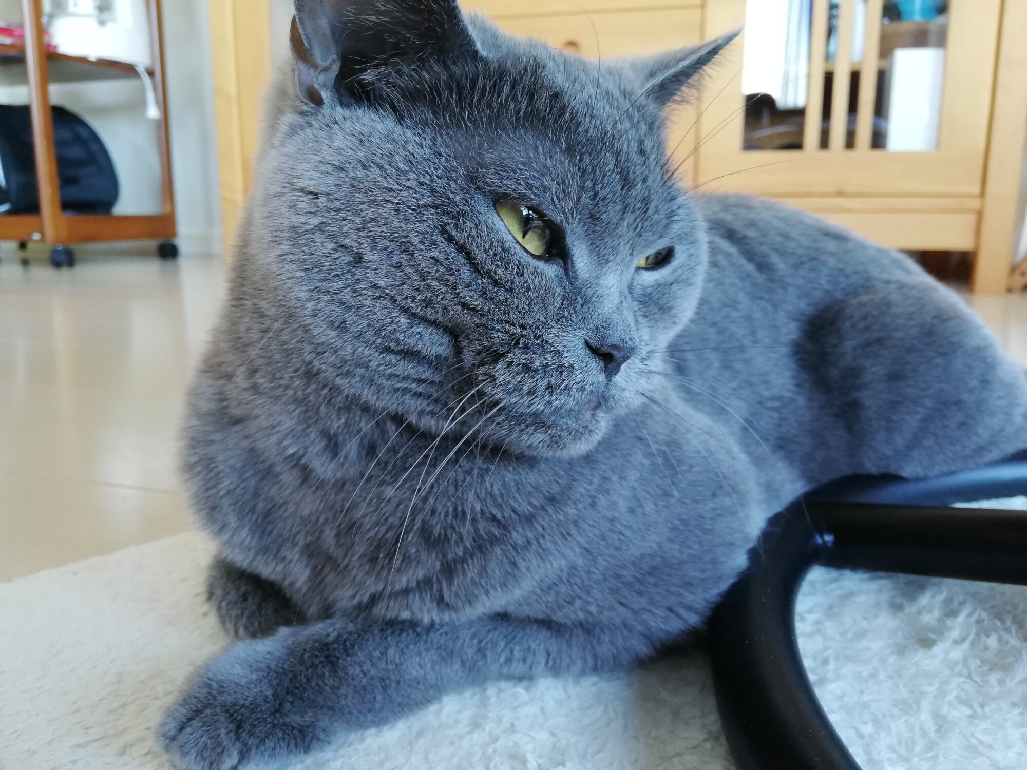 本日のMadam Dorothy “A casual photo of Madam Dorothy on Dec. 12, 2024. A little squint in the sun”