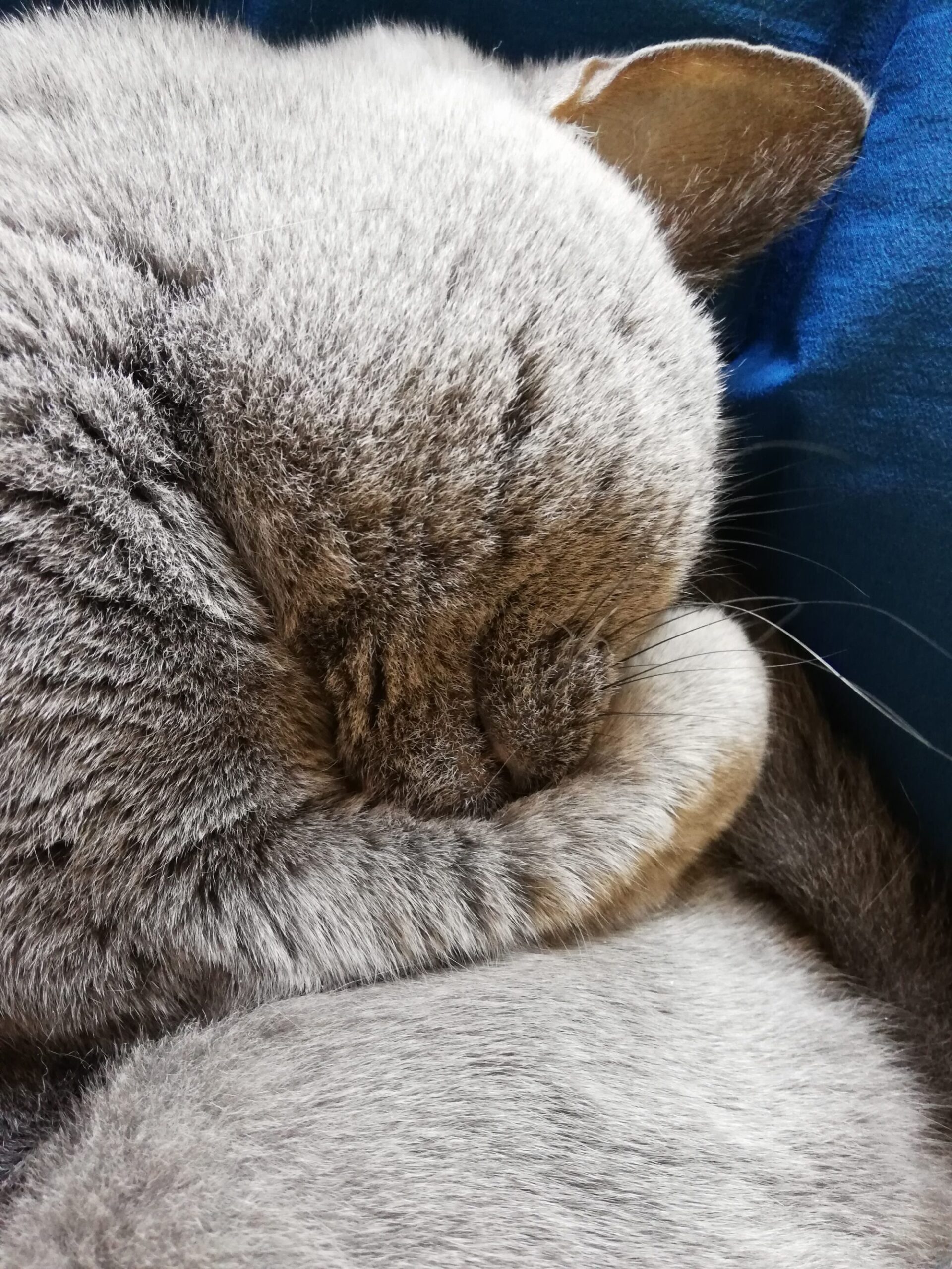 本日のMadam Dorothy “A casual photo of Madam Dorothy on Dec. 18, 2024. Peaceful sleeping profile”