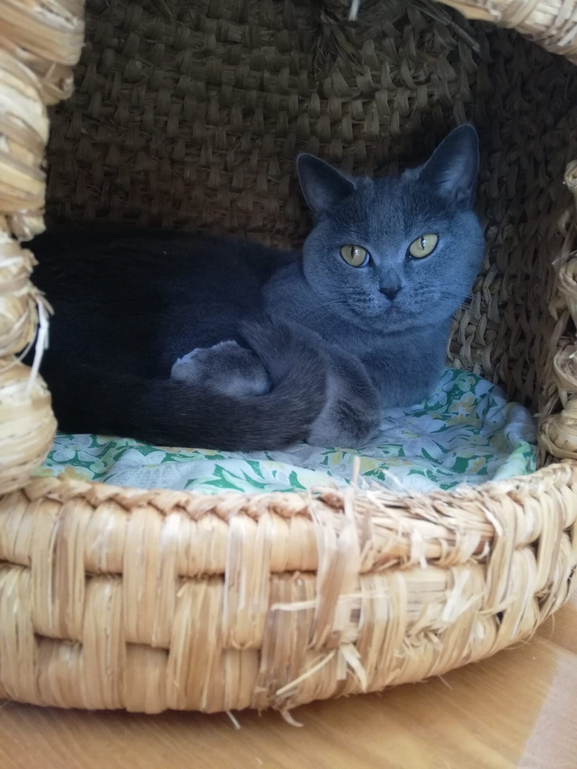 本日のMadam Dorothy “A casual photo of Madam Dorothy on Dec. 20, 2024. In her den”