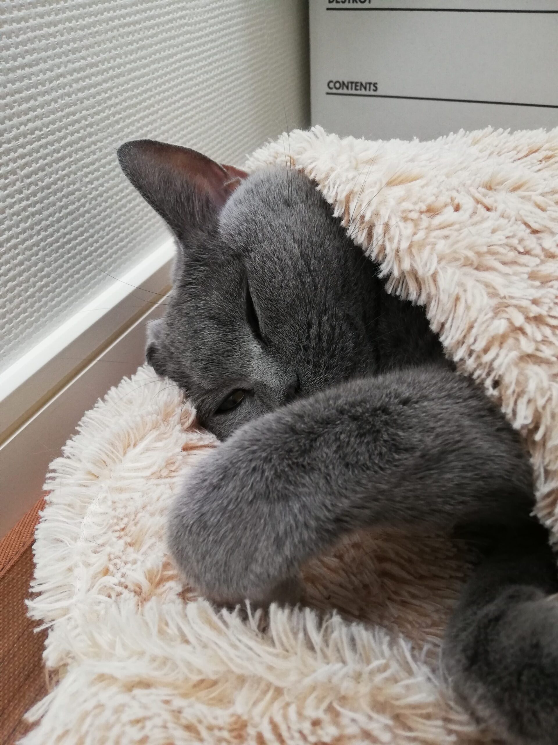 本日のMadam Dorothy “A casual photo of Madam Dorothy on Jan. 3, 2025. It’s comfortable!”