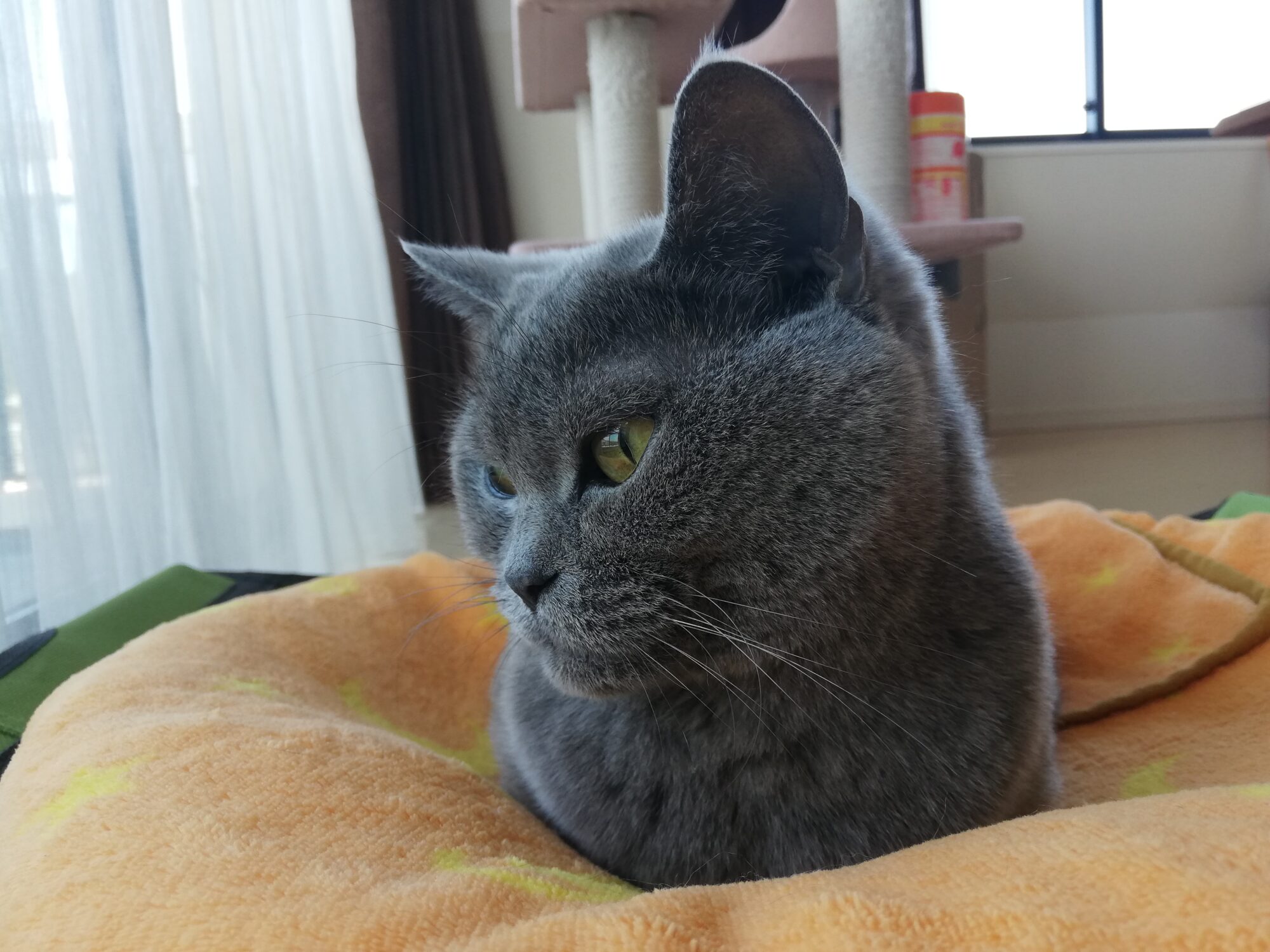 本日のMadam Dorothy “A casual photo of Madam Dorothy on Jan. 9, 2025. Please don’t hide your front paws!”