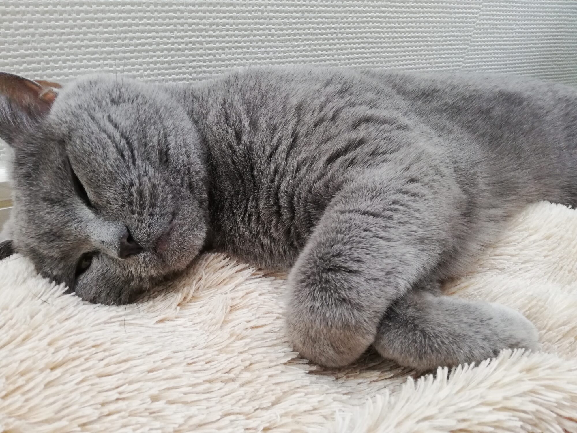 本日のMadam Dorothy “A casual photo of Madam Dorothy on Jan. 13, 2025. Too warm in the cat cushion”