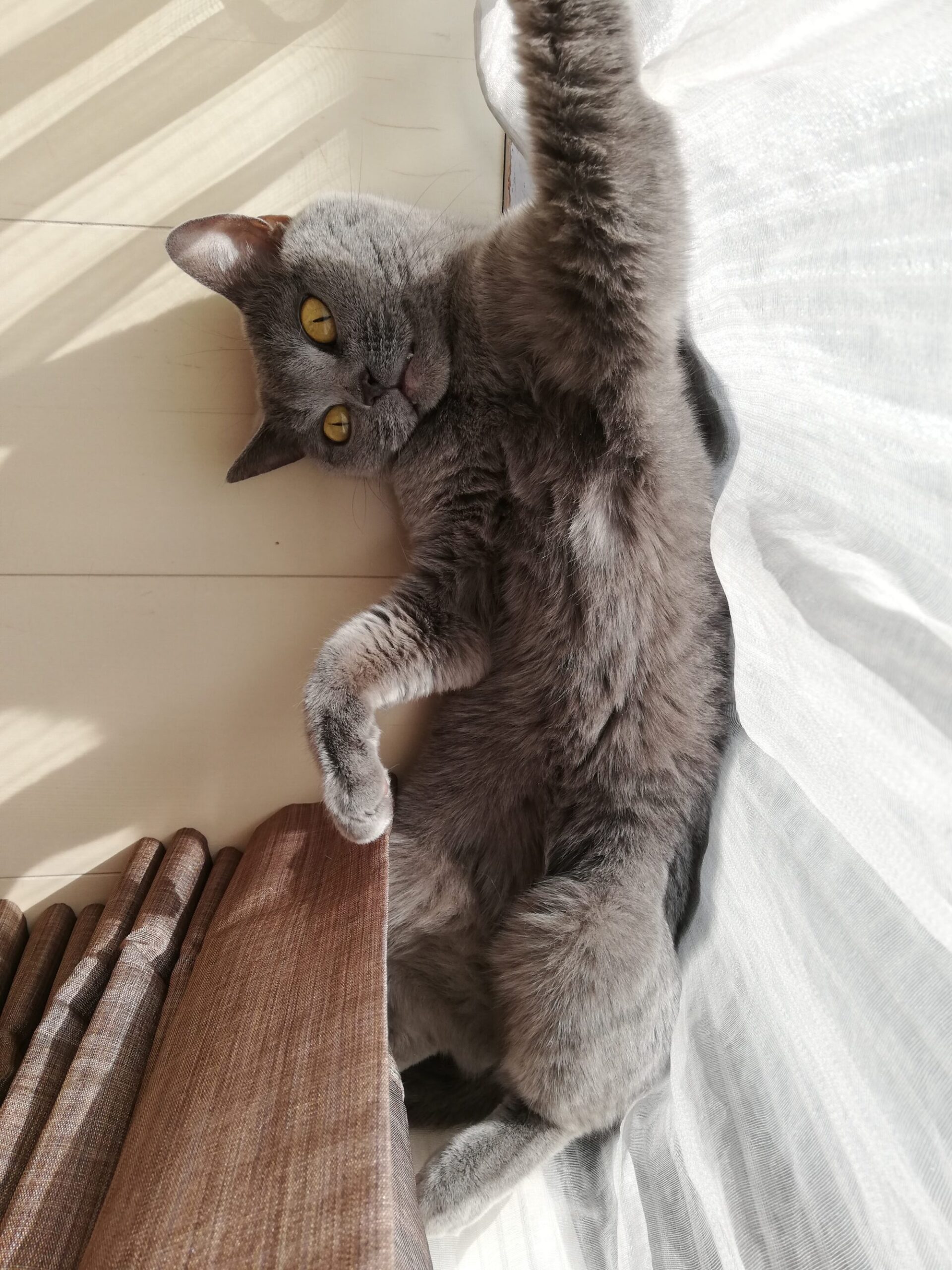 本日のMadam Dorothy “A casual photo of Madam Dorothy on Jan. 15, 2025. photo-synthesis”