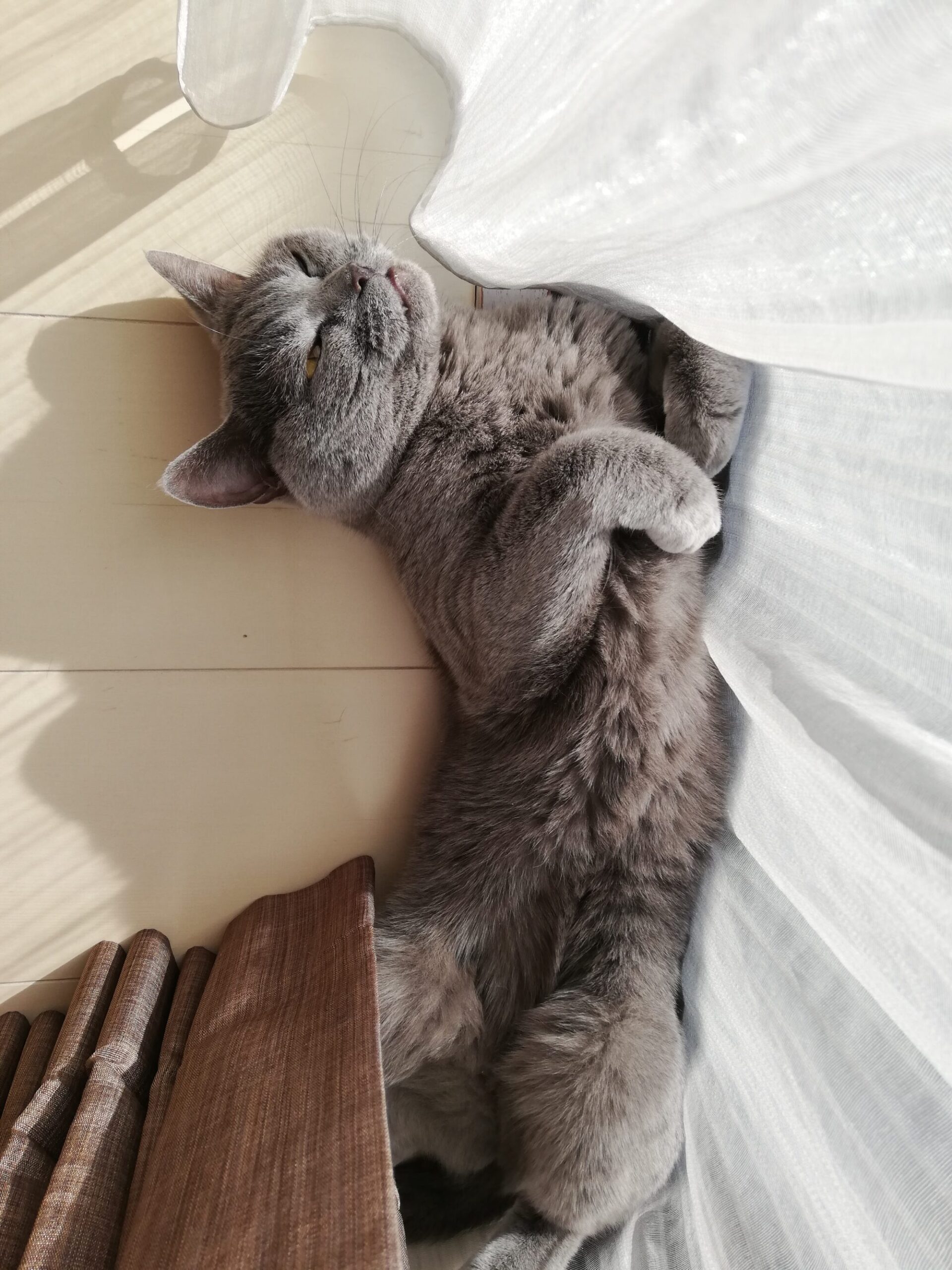 本日のMadam Dorothy “A casual photo of Madam Dorothy on Jan. 17, 2025. Continuing from yesterday’s episode”